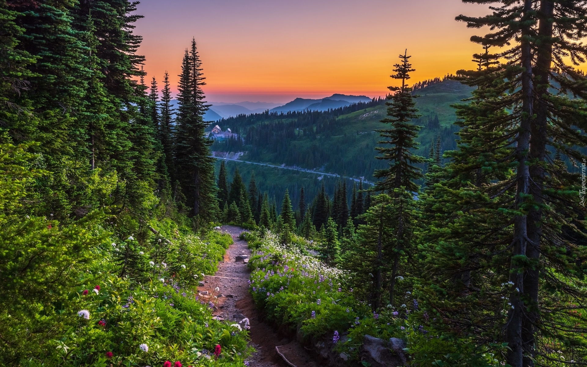 Park Narodowy Mount Rainier, Góry, Drzewa, Świerki, Kwiaty, Droga, Zachód słońca, Stan Waszyngton, Stany Zjednoczone