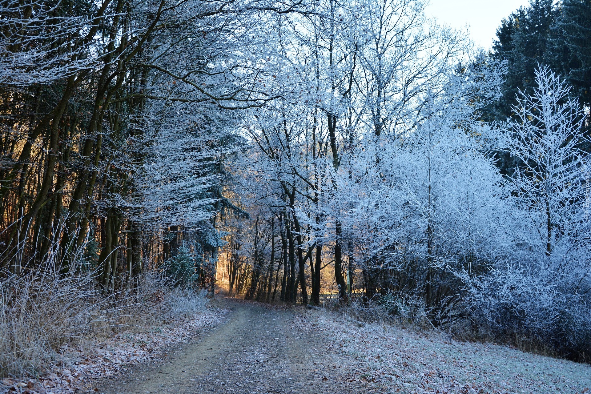 Zima, Las, Ośnieżone, Oszronione, Drzewa, Droga