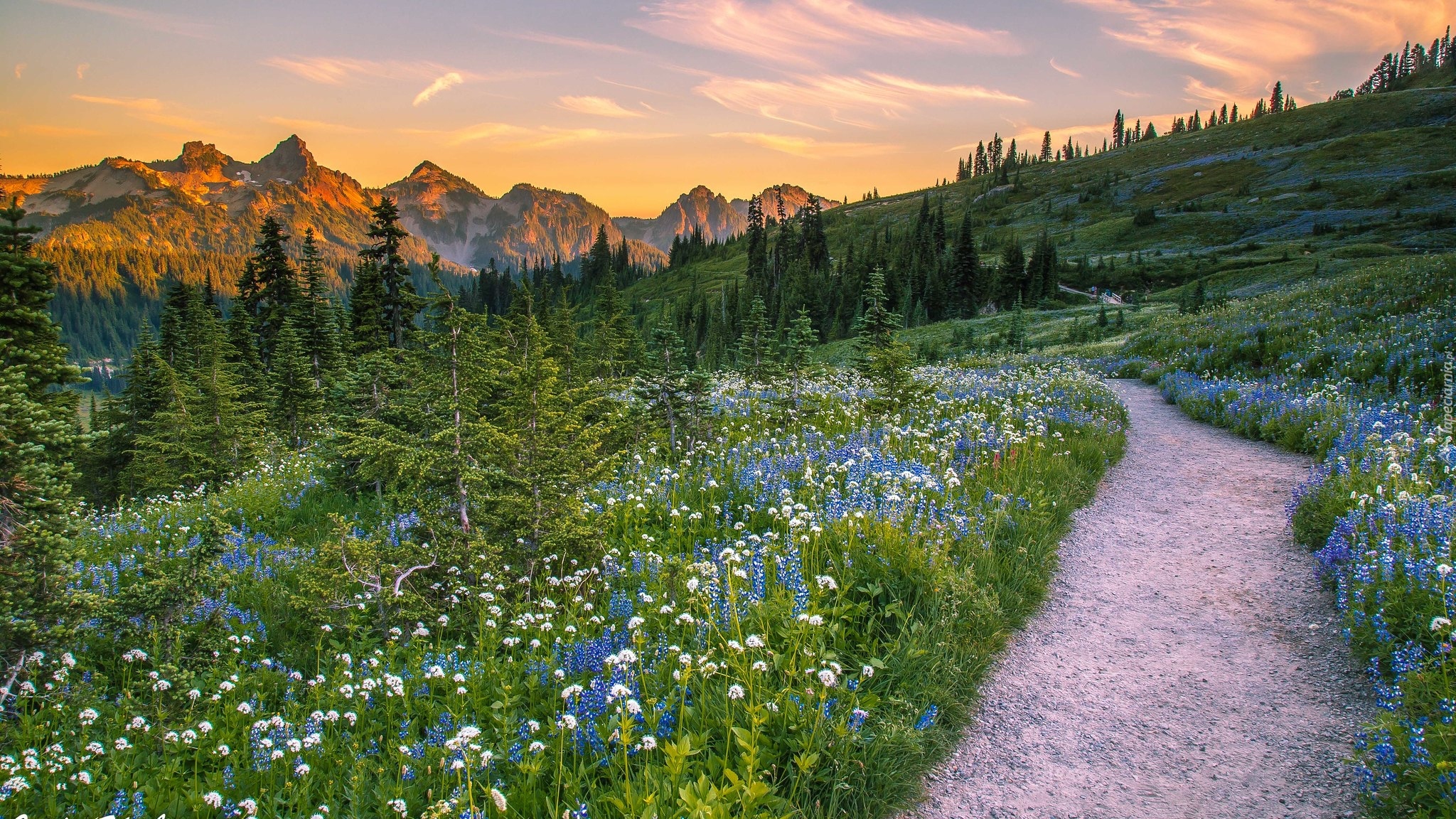 Góry Kaskadowe, Pasmo Tatoosh Range, Park Narodowy Mount Rainier, Drzewa, Łąka, Roślinność, Droga, Stan Waszyngton, Stany Zjednoczone