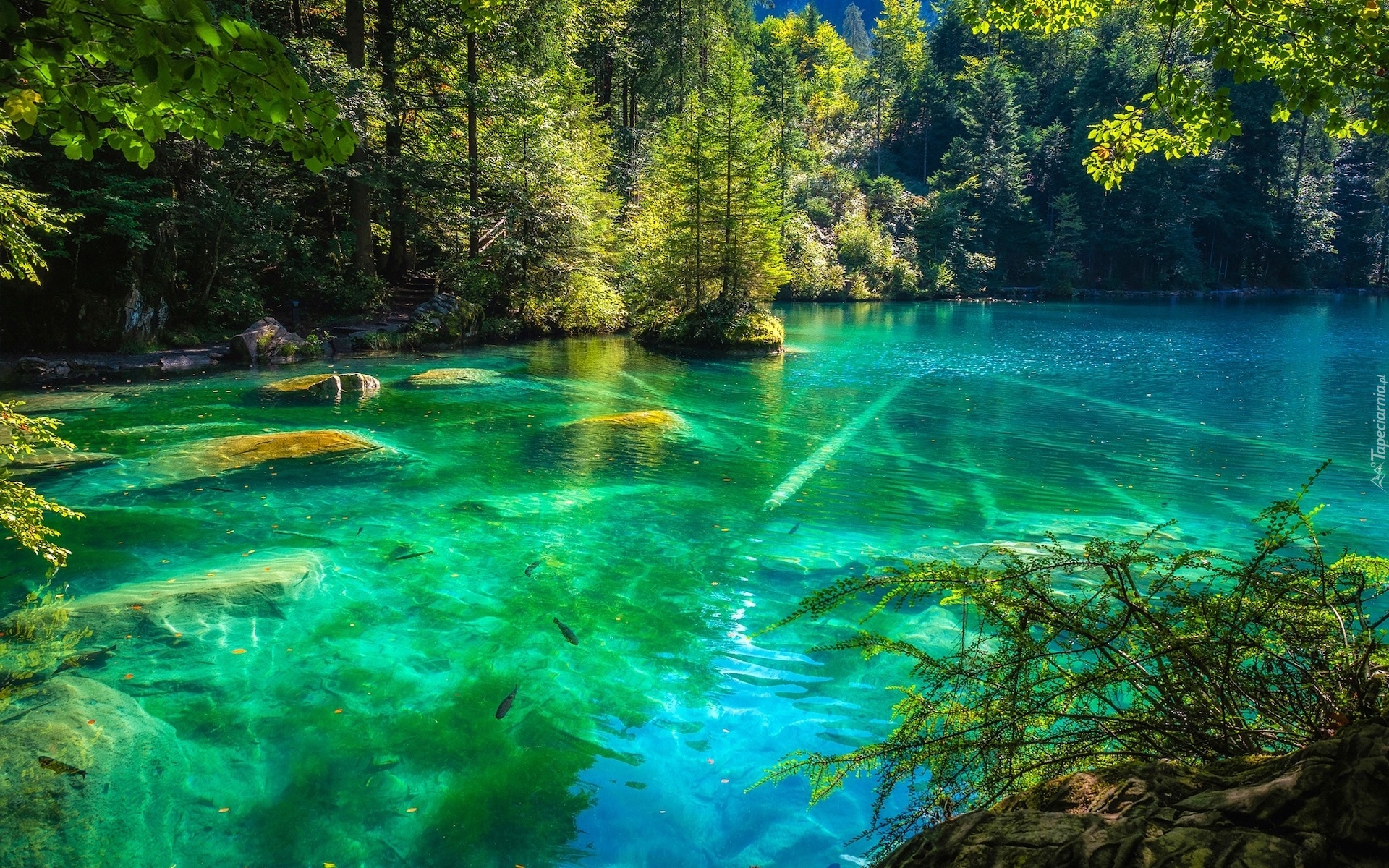 Szwajcaria, Kanton Berno, Jezioro Blausee, Drzewa