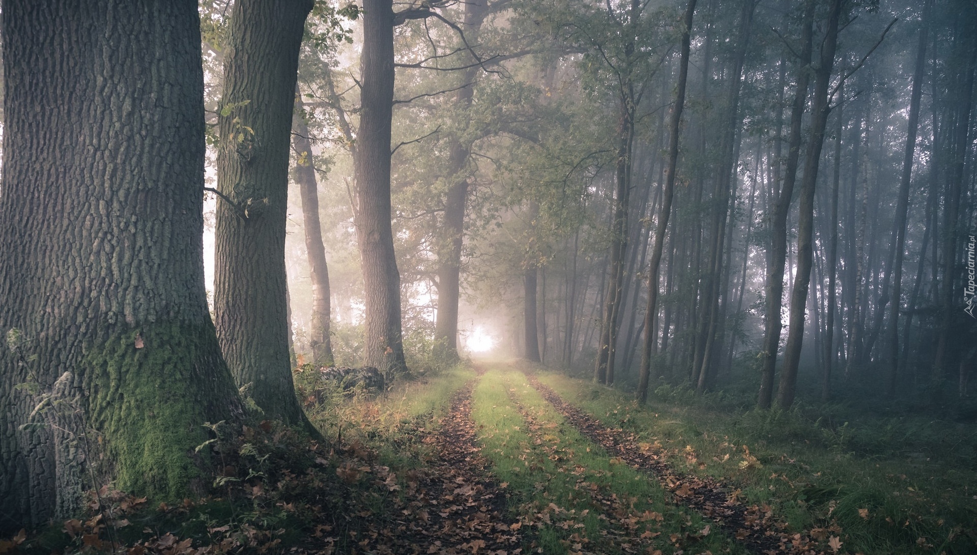 Las, Mgła, Dróżka