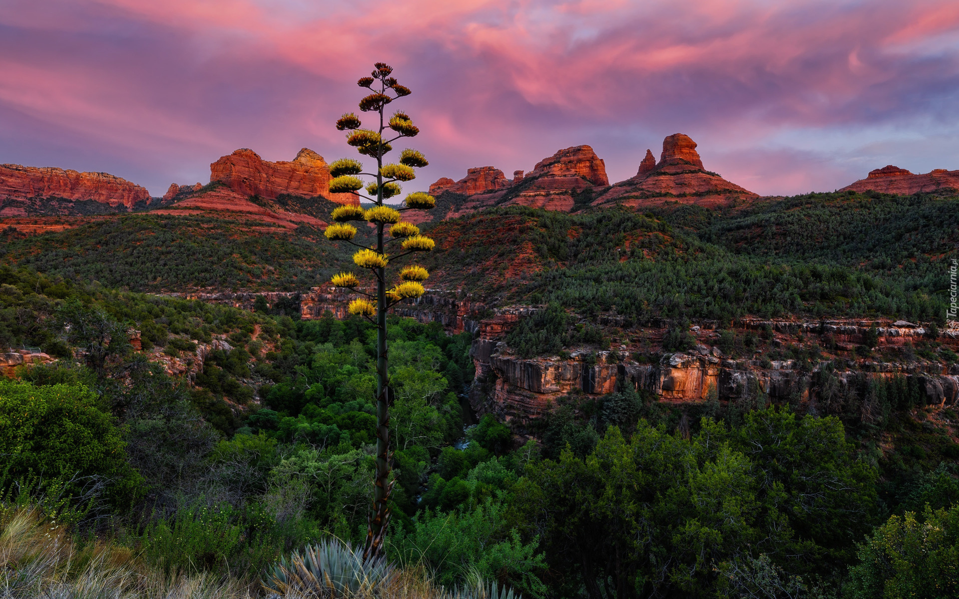 Stany Zjednoczone, Arizona, Sedona, Oak Creek Canyon, Góry, Skały, Rośliny, Agawa amerykańska, Drzewa, Niebo, Chmury, Zachód słońca