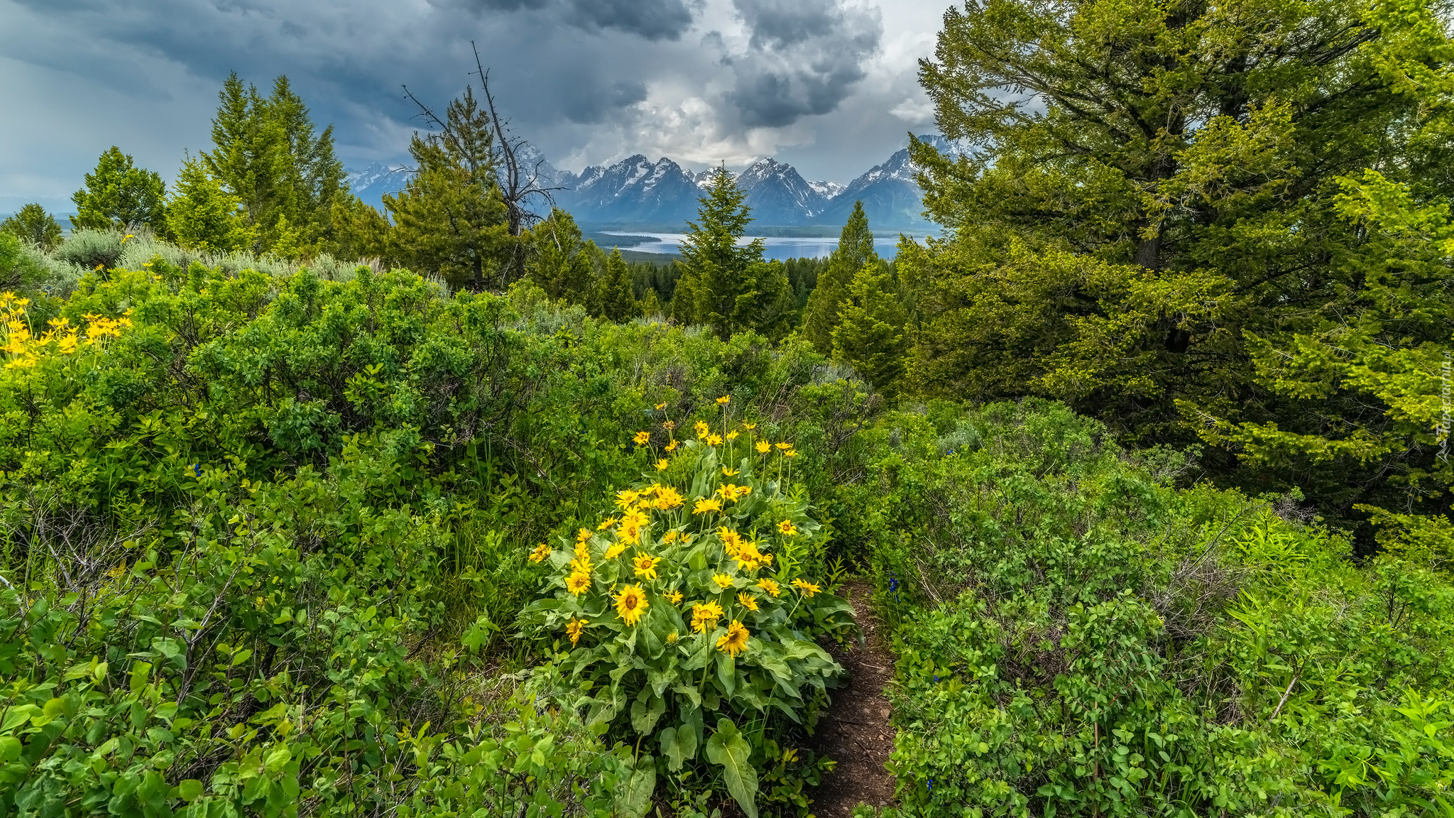 Kwiaty, Balsamorhiza, Drzewa, Góry, Chmury, Park Narodowy Grand Teton, Stany Zjednoczone