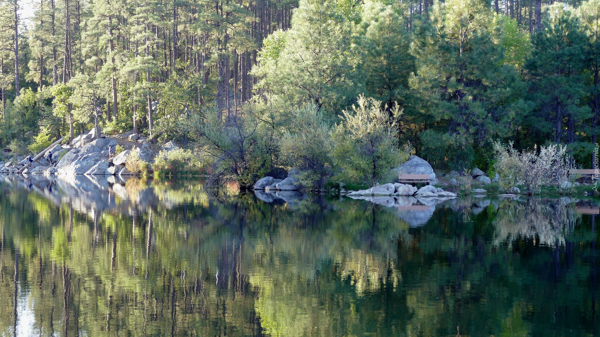 Jezioro, Drzewa, Las, Kamienie, Odbicie