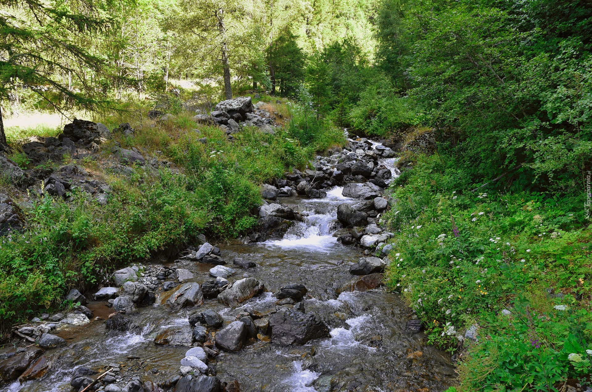 Strumień, Rzeka, Kamienie, Drzewa, Krzewy