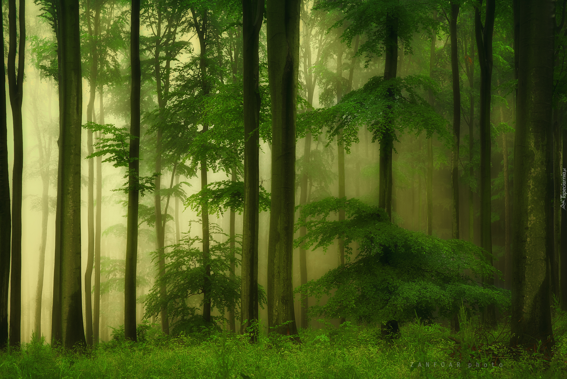 Las, Drzewa, Krzewy, Mgła