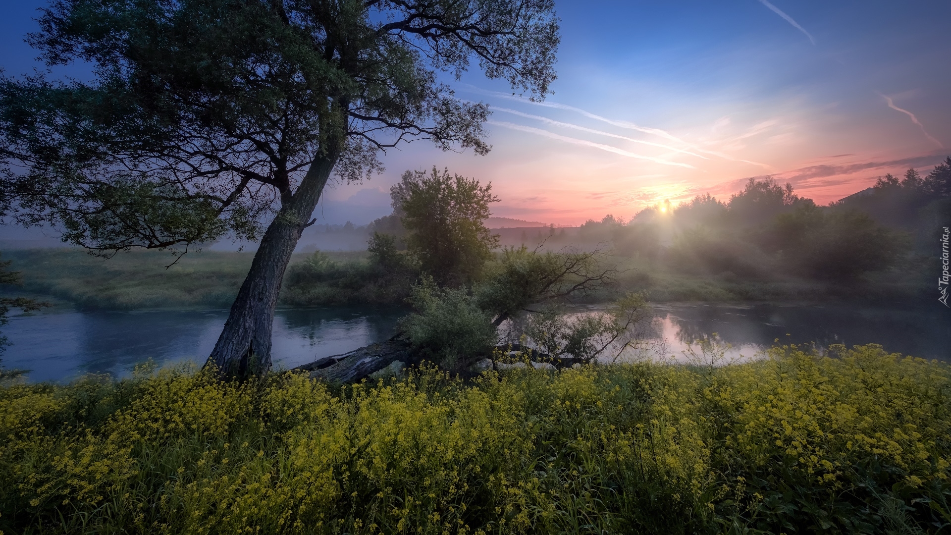 Rzeka Istra, Mgła, Drzewa, Żółte, Kwiaty, Wschód słońca, Obwód moskiewski, Rosja