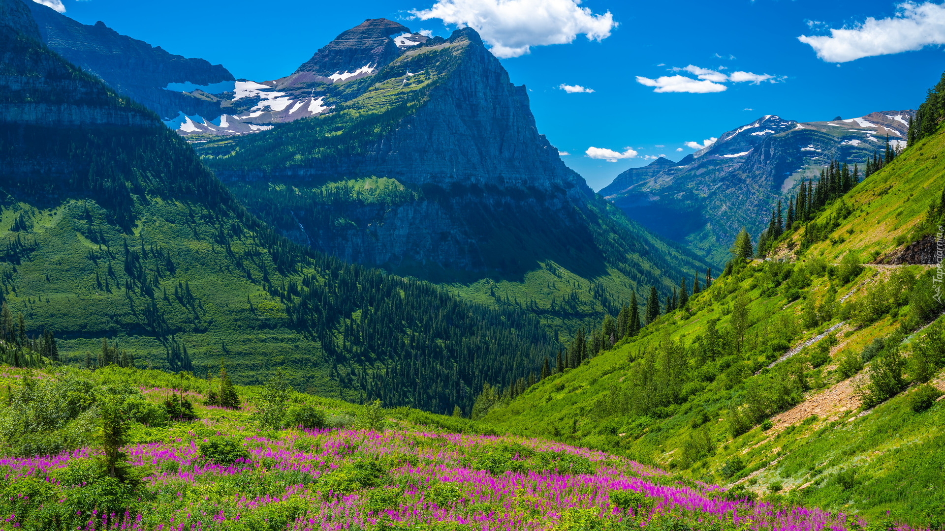 Park Narodowy Glacier, Góry Skaliste, Lato, Łąka, Zielone, Lasy, Montana, Stany Zjednoczone