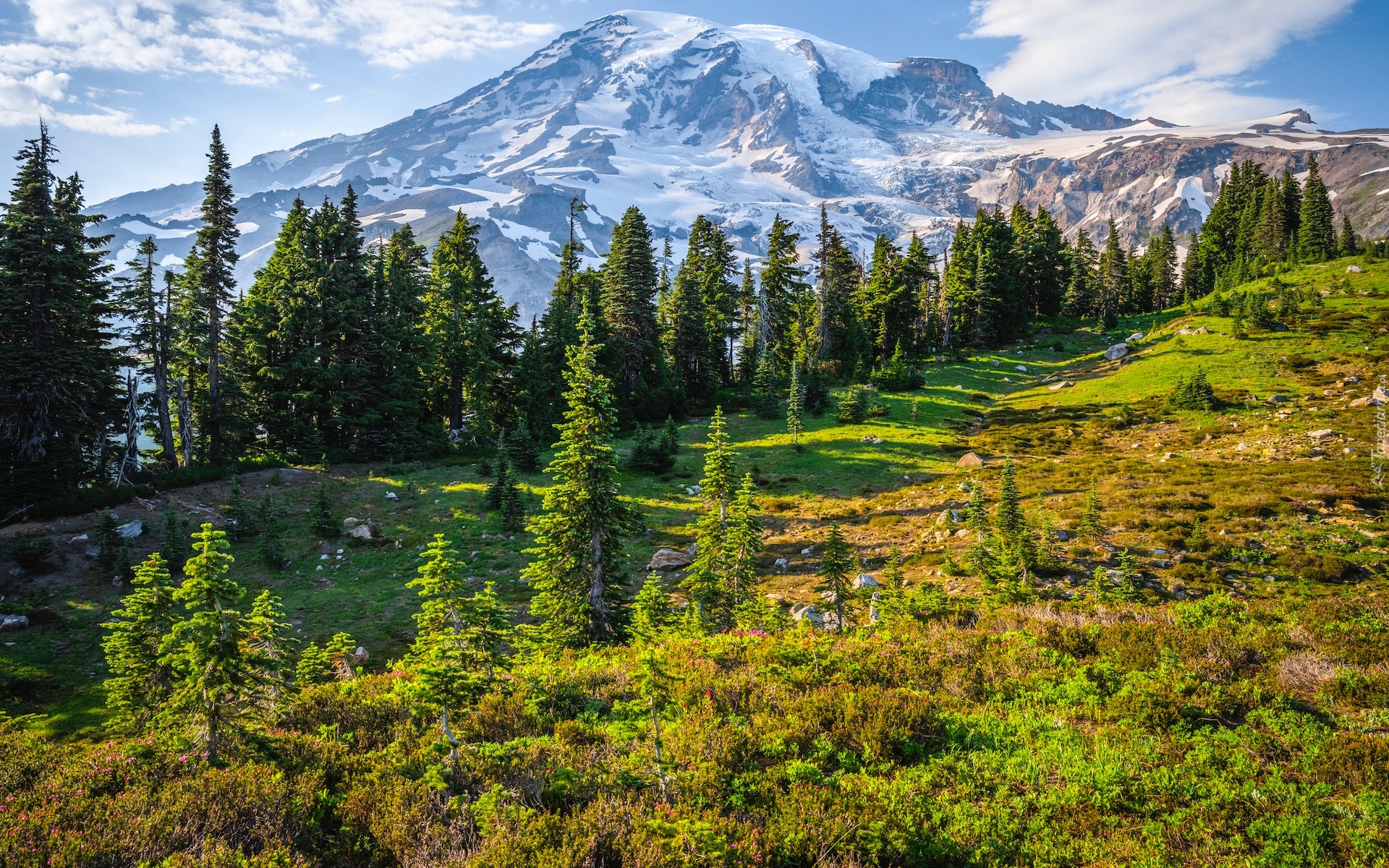 Stany Zjednoczone, Waszyngton, Góry, Stratowulkan Mount Rainier, Drzewa, Łąka, Kwiaty, Park Narodowy Mount Rainier