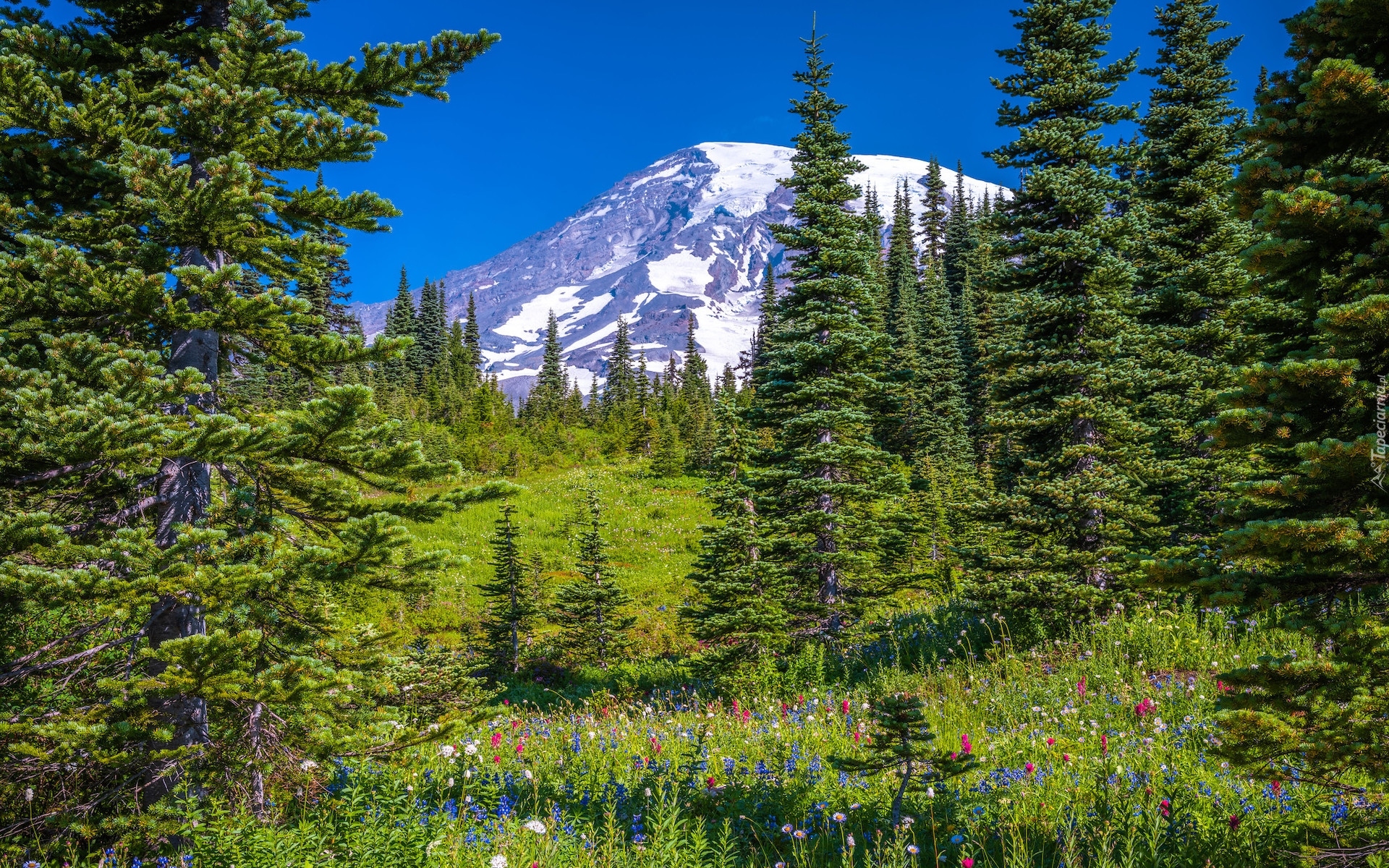 Łąka, Stratowulkan Mount Rainier, Park Narodowy Mount Rainier, Góry, Kwiaty, Drzewa, Świerki, Stan Waszyngton, Stany Zjednoczone