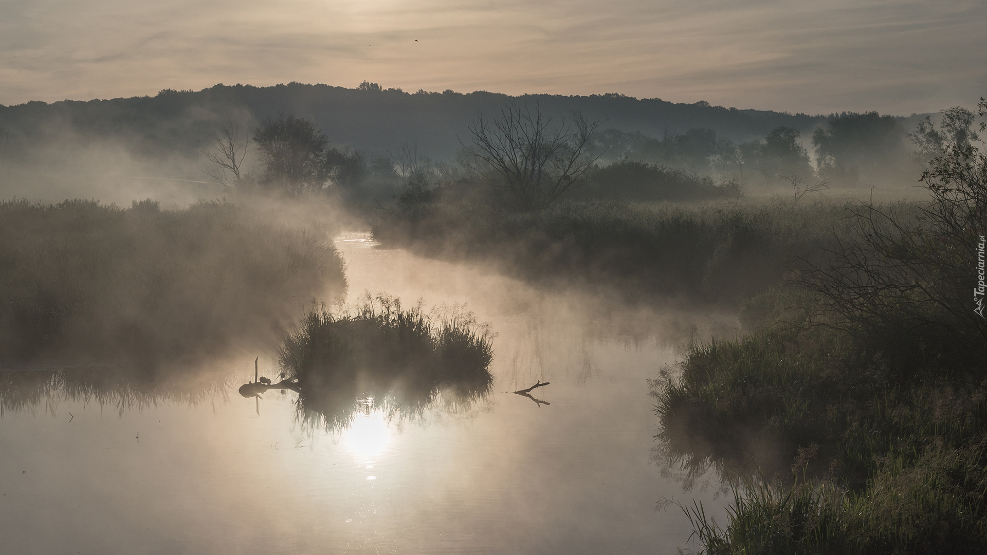 Rzeka, Drzewa, Łąki, Mgła, Kępa, Trawy