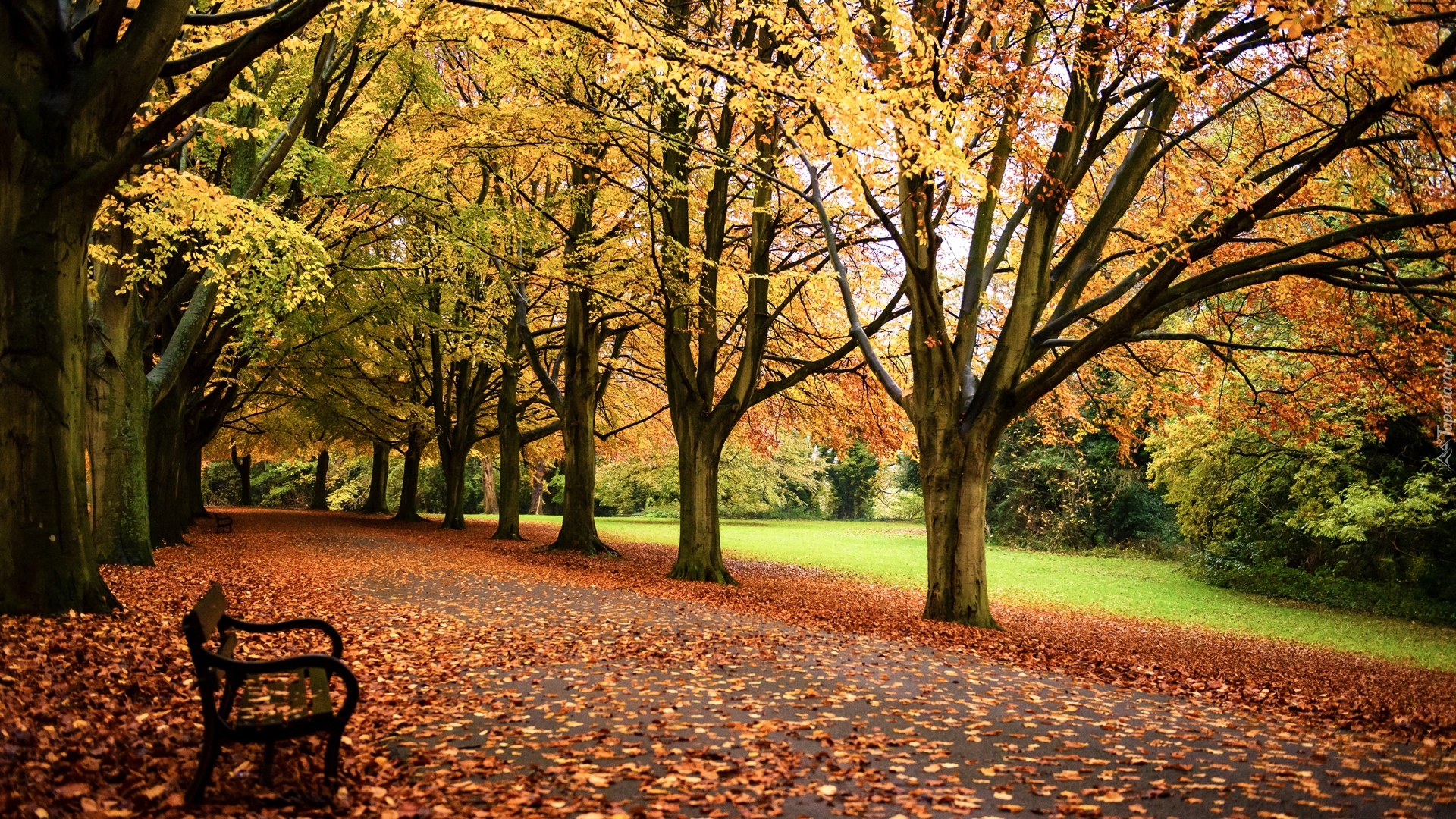 Park, Ławka, Drzewa, Jesień, Opadłe, Liście