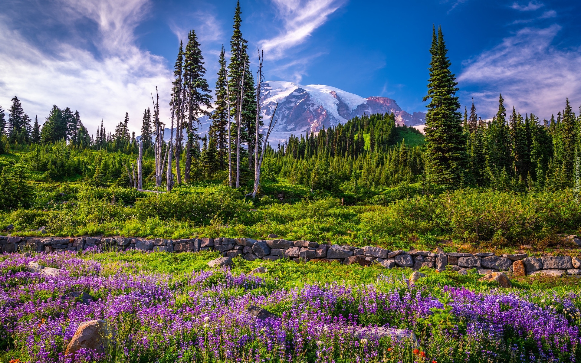 Stany Zjednoczone, Stan Waszyngton, Park Narodowy Mount Rainier, Góry, Drzewa, Łąka, Kwiaty, Łubin