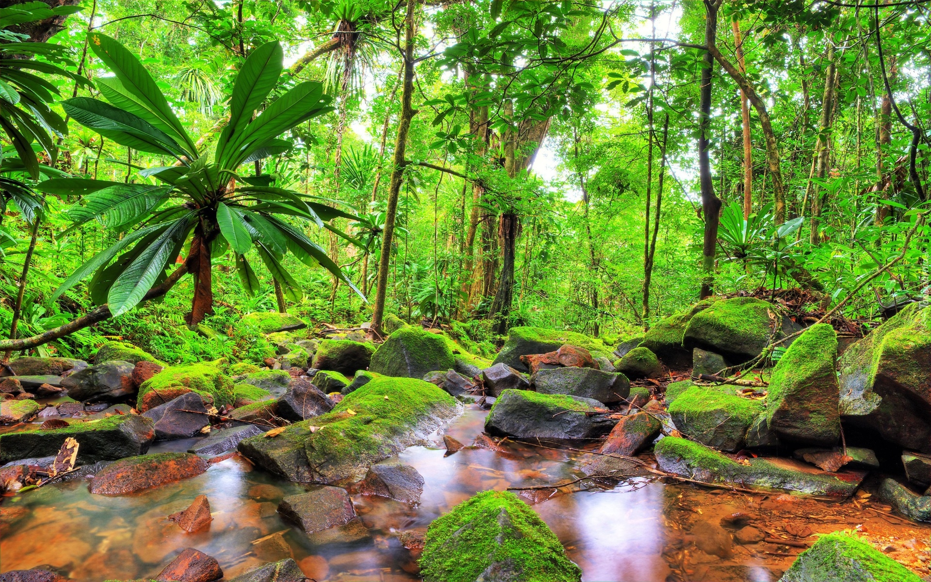 Las tropikalny, Dżungla, Drzewa, Palmy, Strumień, Omszałe, Kamienie, Park Narodowy Masoala, Madagaskar