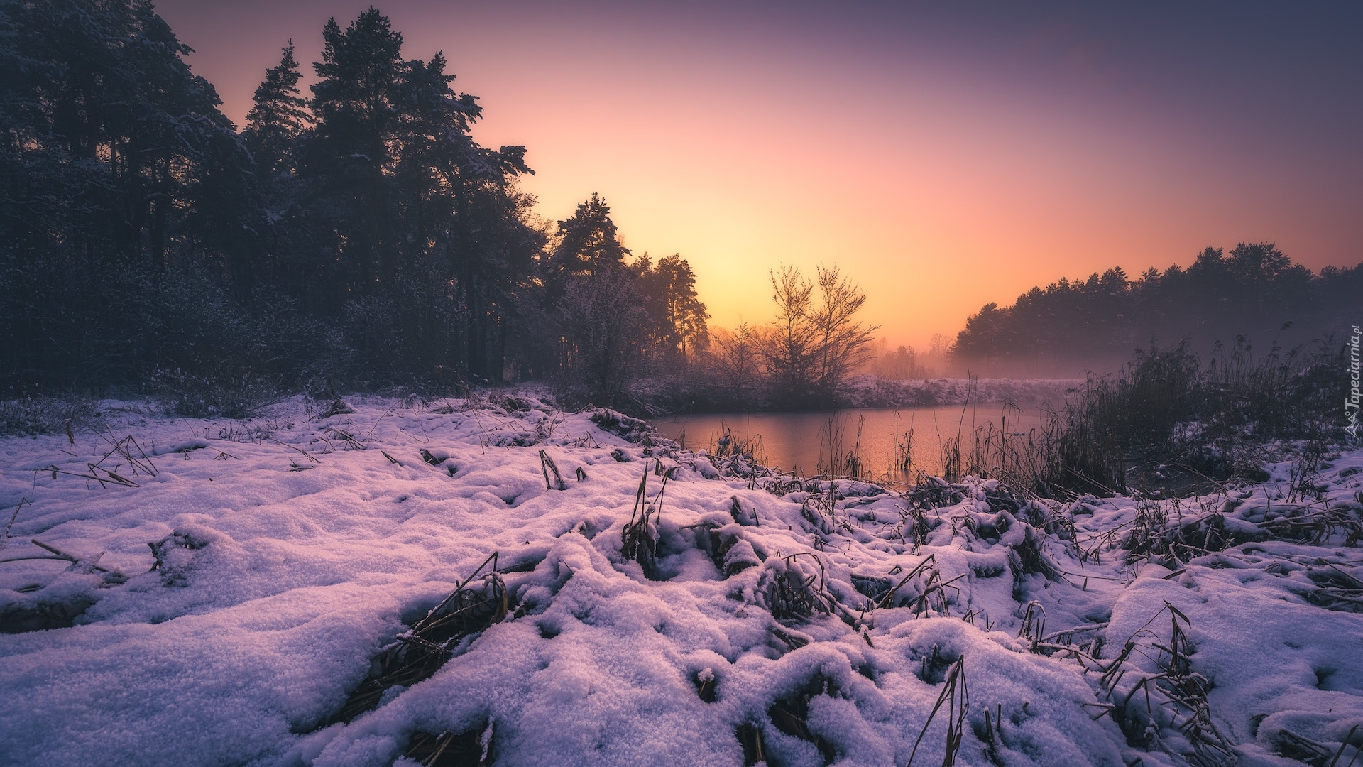 Zima, Śnieg, Jezioro, Trawa, Drzewa, Wschód słońca