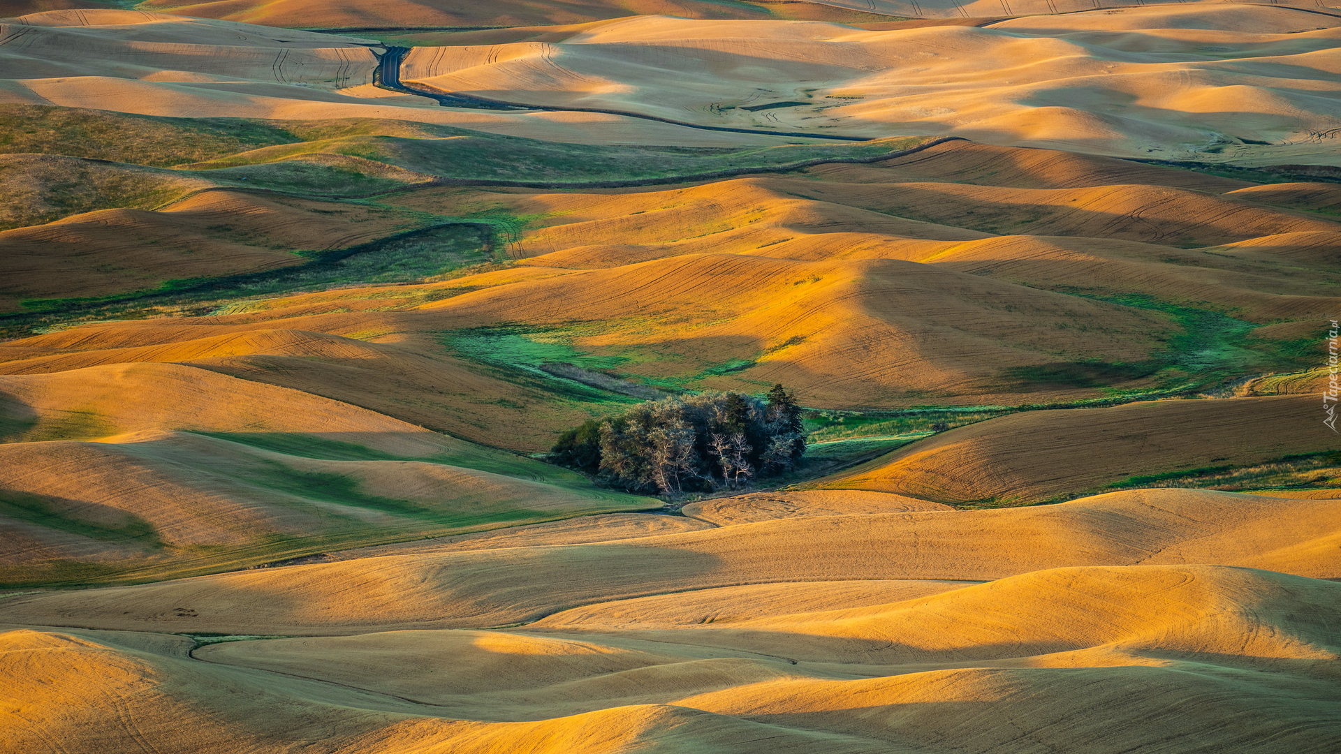 Wzgórza, Drzewa, Pola, Steptoe Butte State Park, Region Palouse, Stan Waszyngton, Stany Zjednoczone