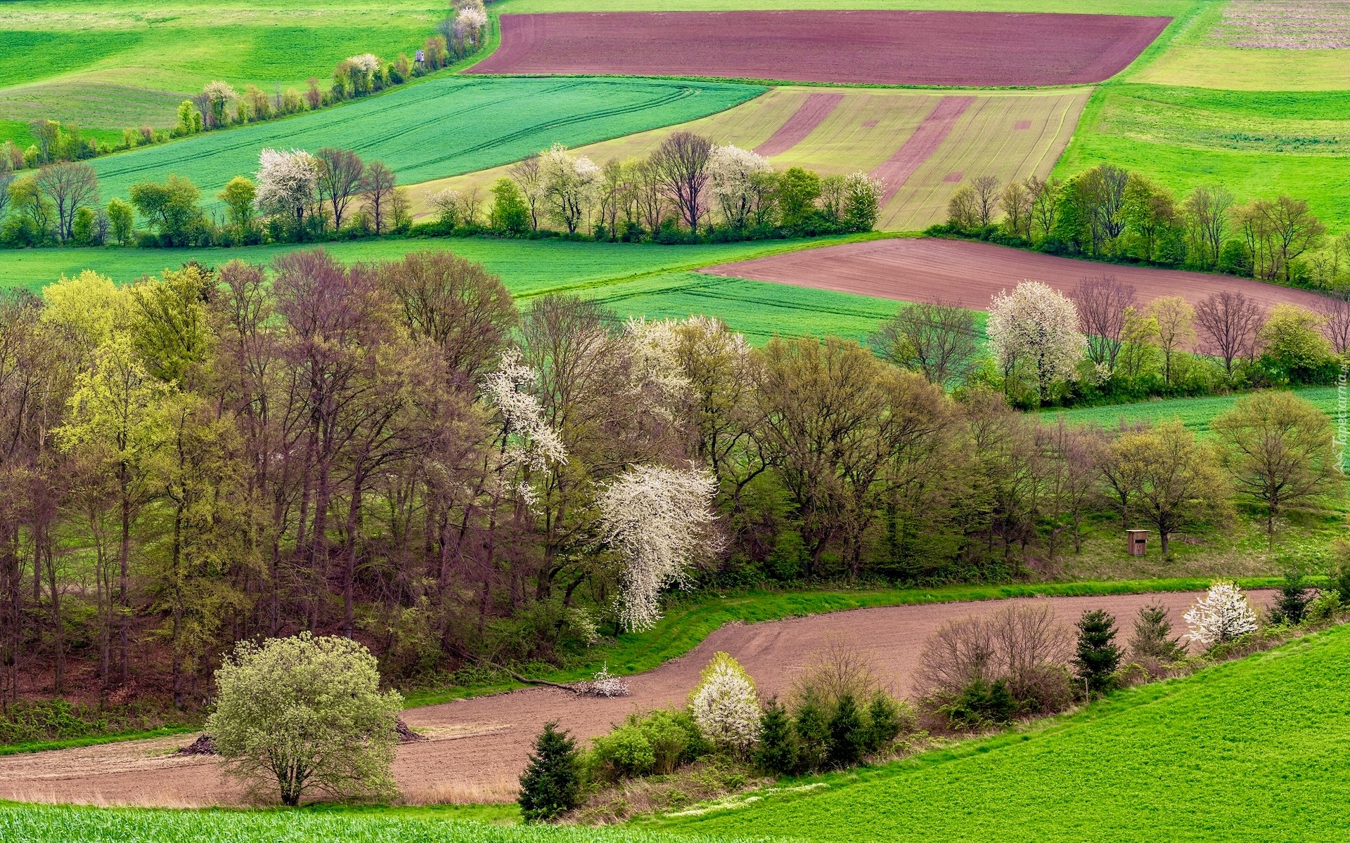 Pola, Drzewa, Wiosna