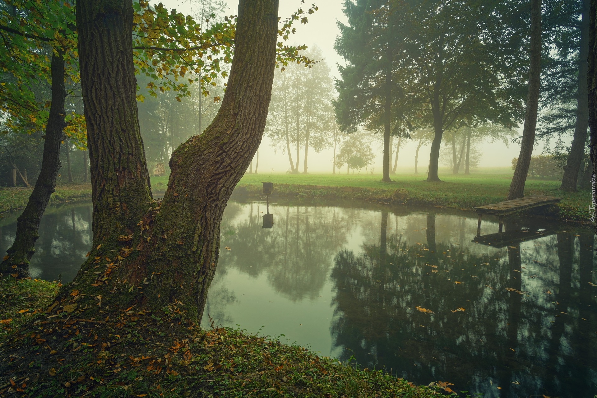 Park, Staw, Mgła, Drzewa, Pomost