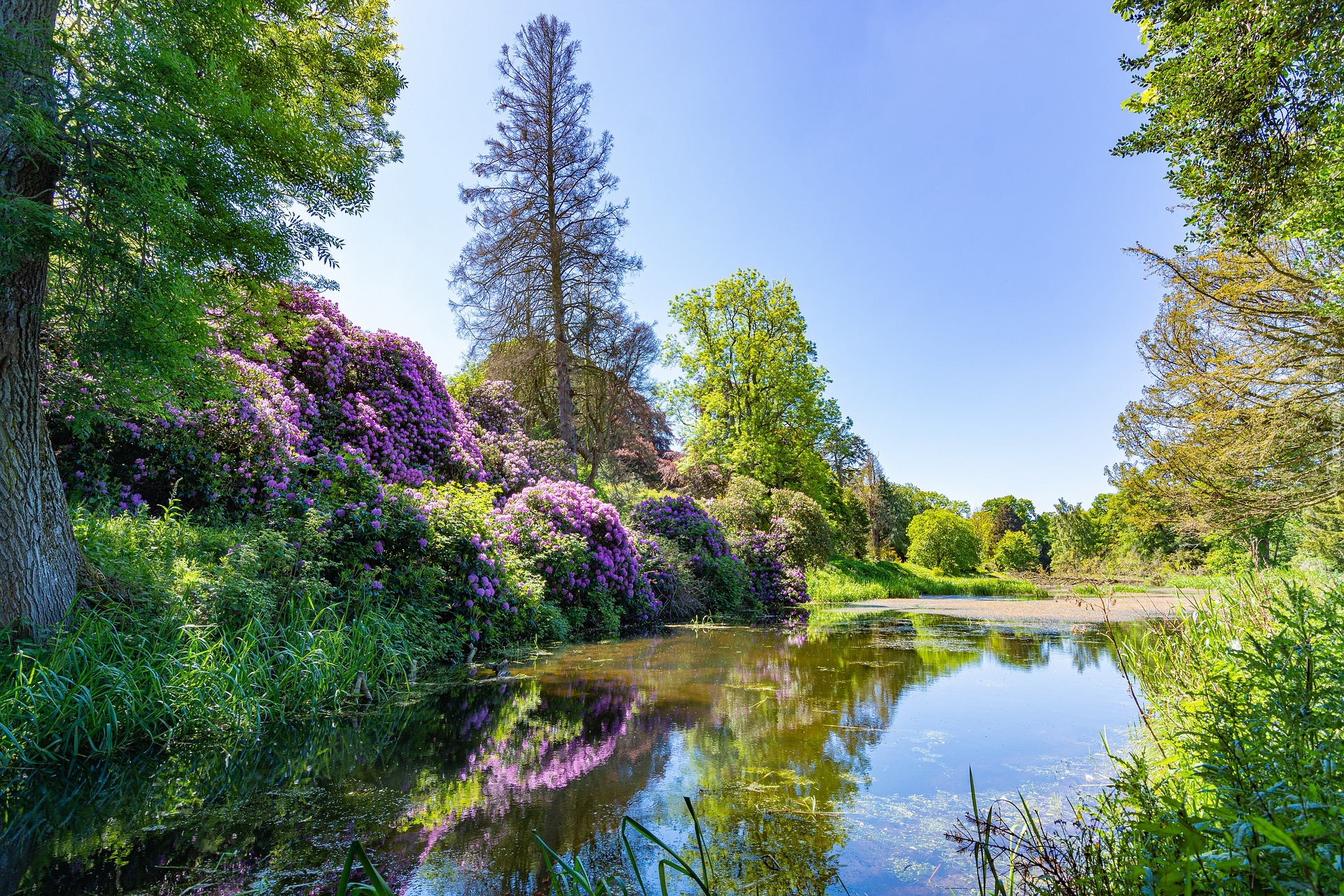 Staw, Drzewa, Rododendrony, Słoneczny dzień