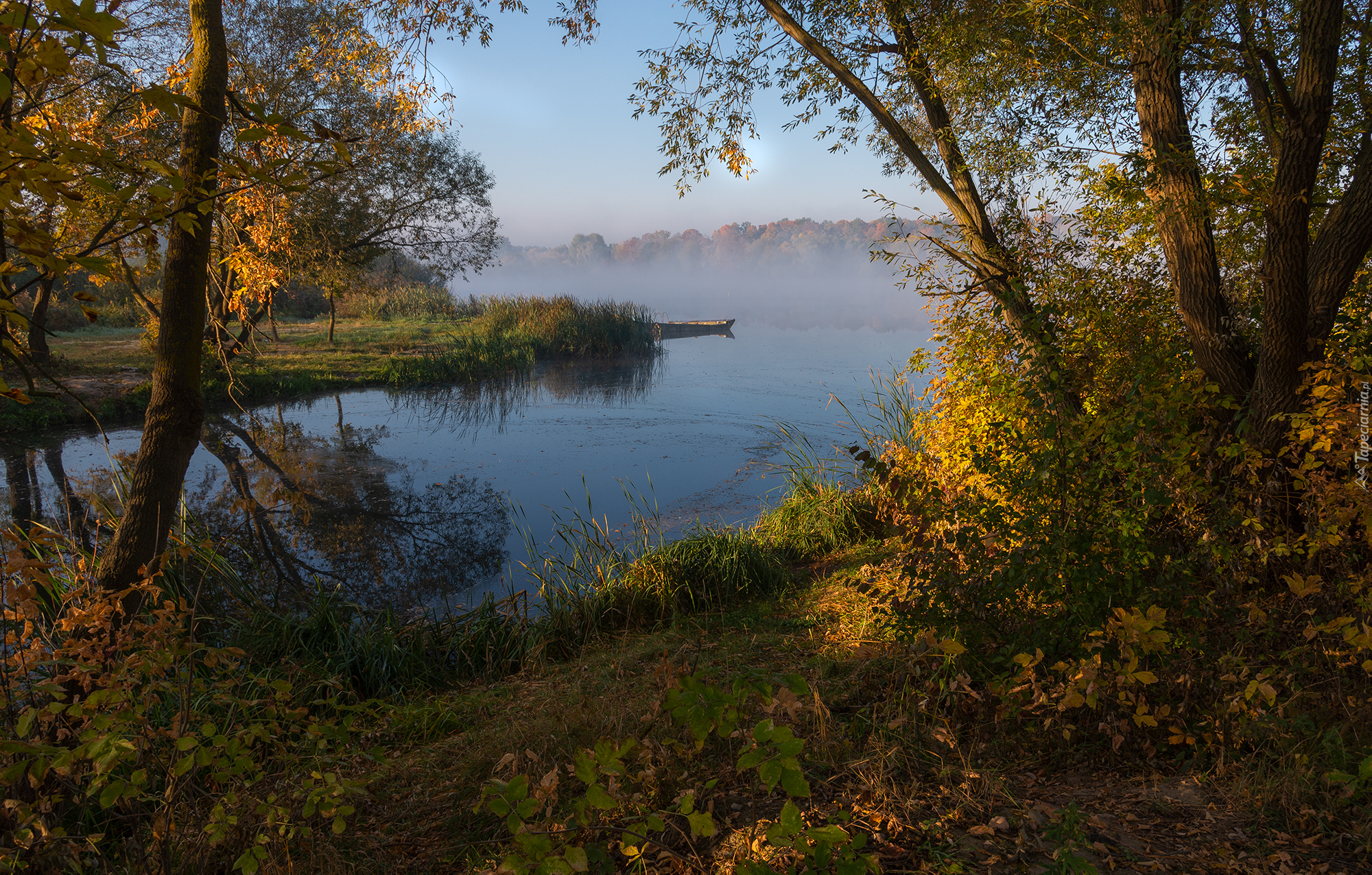 Jezioro, Mgła, Drzewa, Rośliny