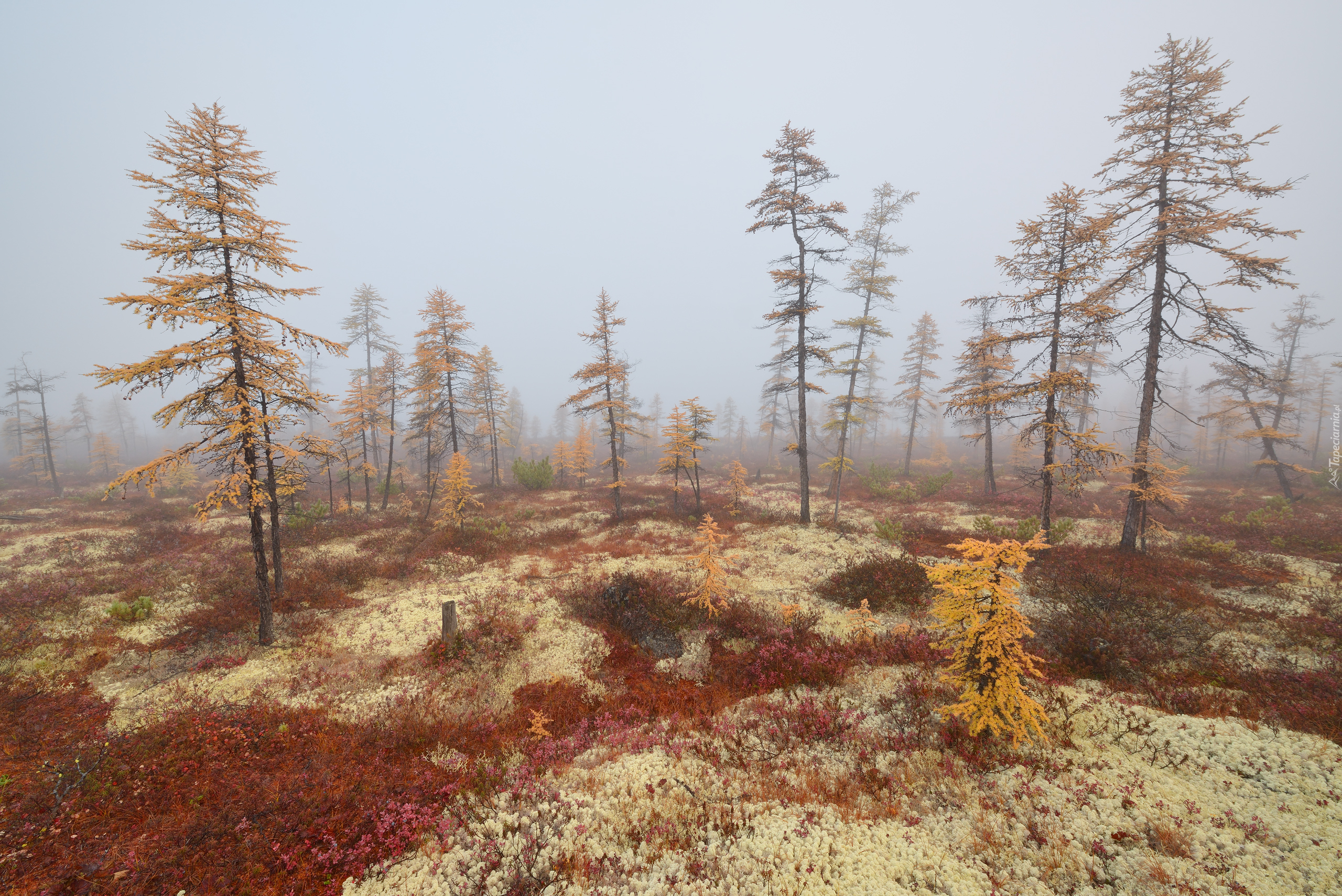Mgła, Drzewa, Rośliny, Kołyma, Obwód magadański, Rosja