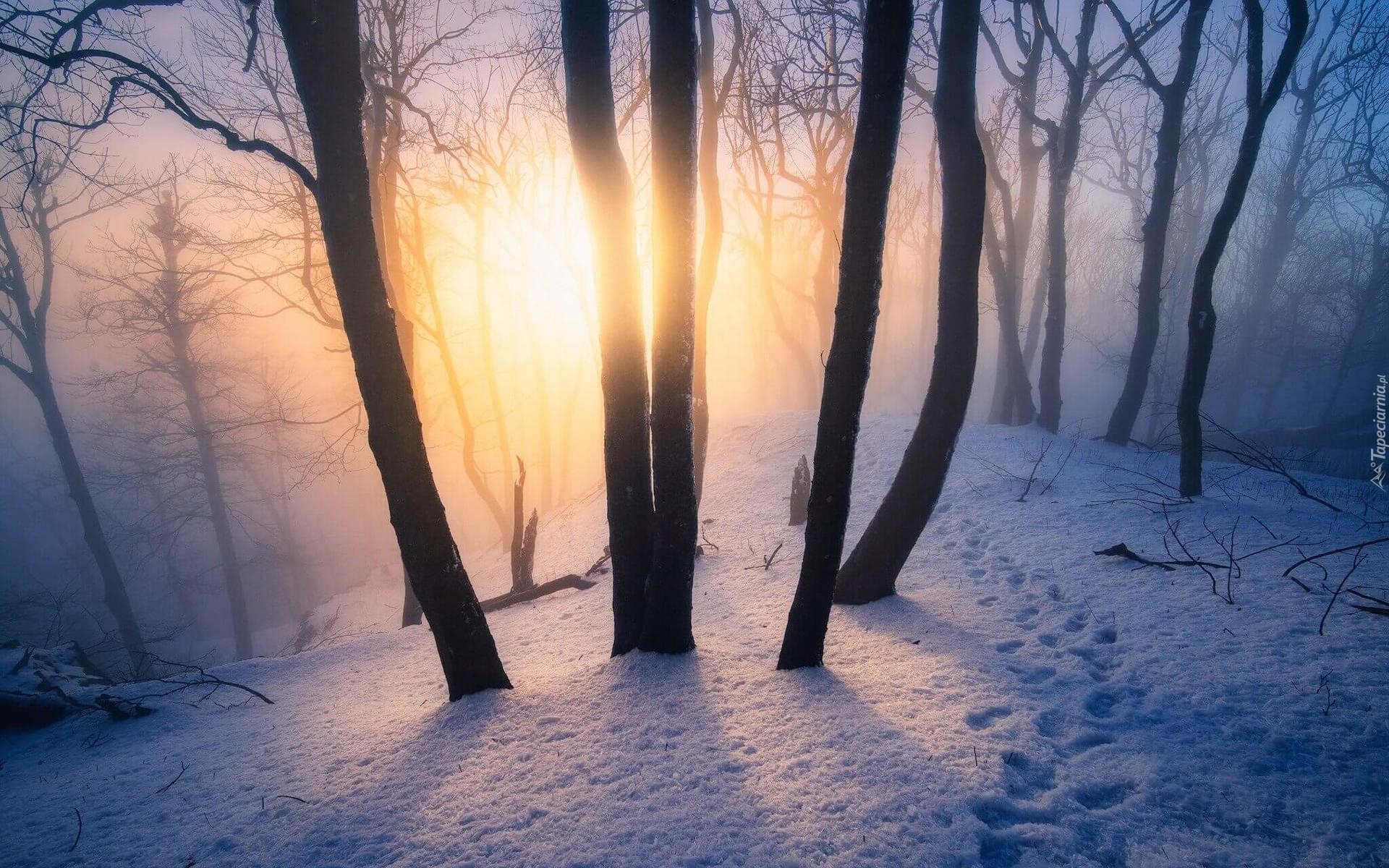 Zima, Promienie słońca, Las, Drzewa, Śnieg, Ślady, Mgła