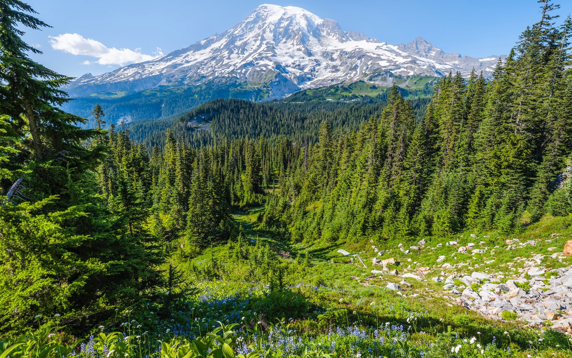 Stany Zjednoczone, Waszyngton, Park Narodowy Mount Rainier, Stratowulkan Mount Rainier, Drzewa, Łąka, Kwiaty, Kamienie, Góry