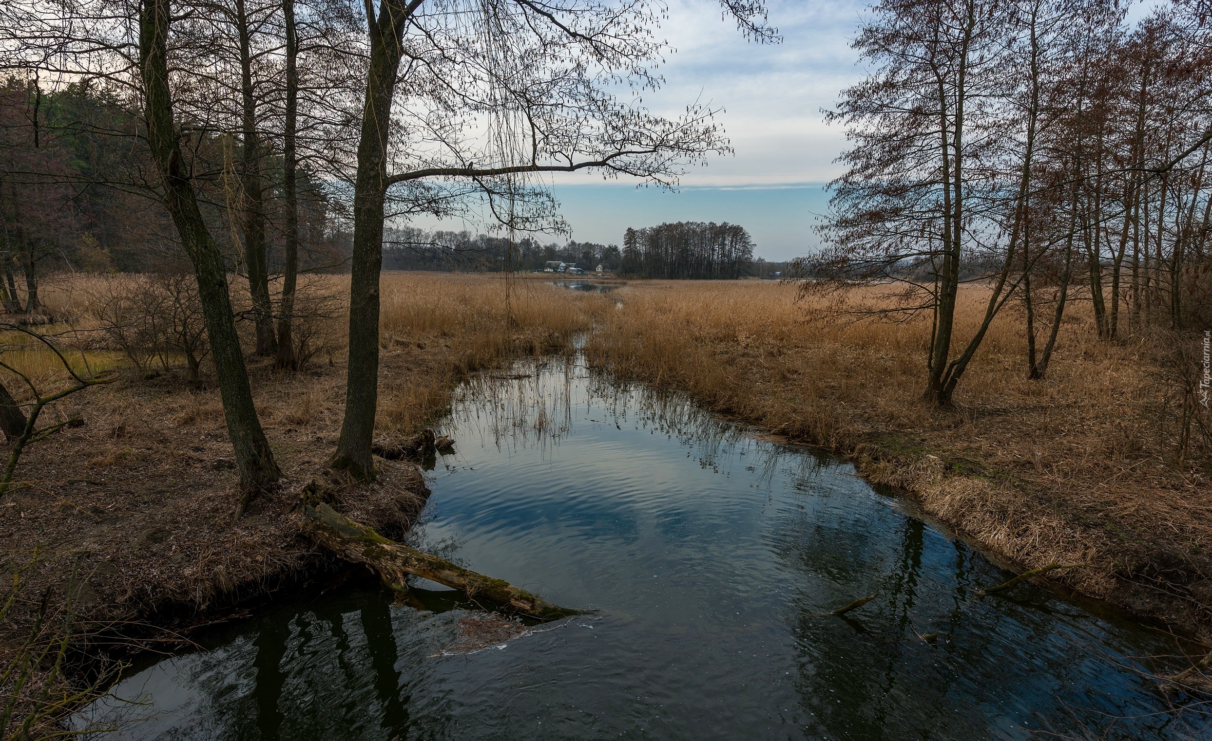 Rzeka, Sucha, Trawa, Drzewa