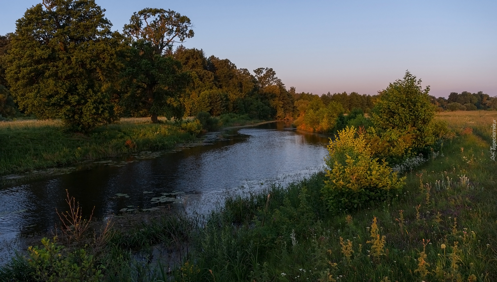 Rzeka, Drzewa, Trawa, Rośliny, Lato