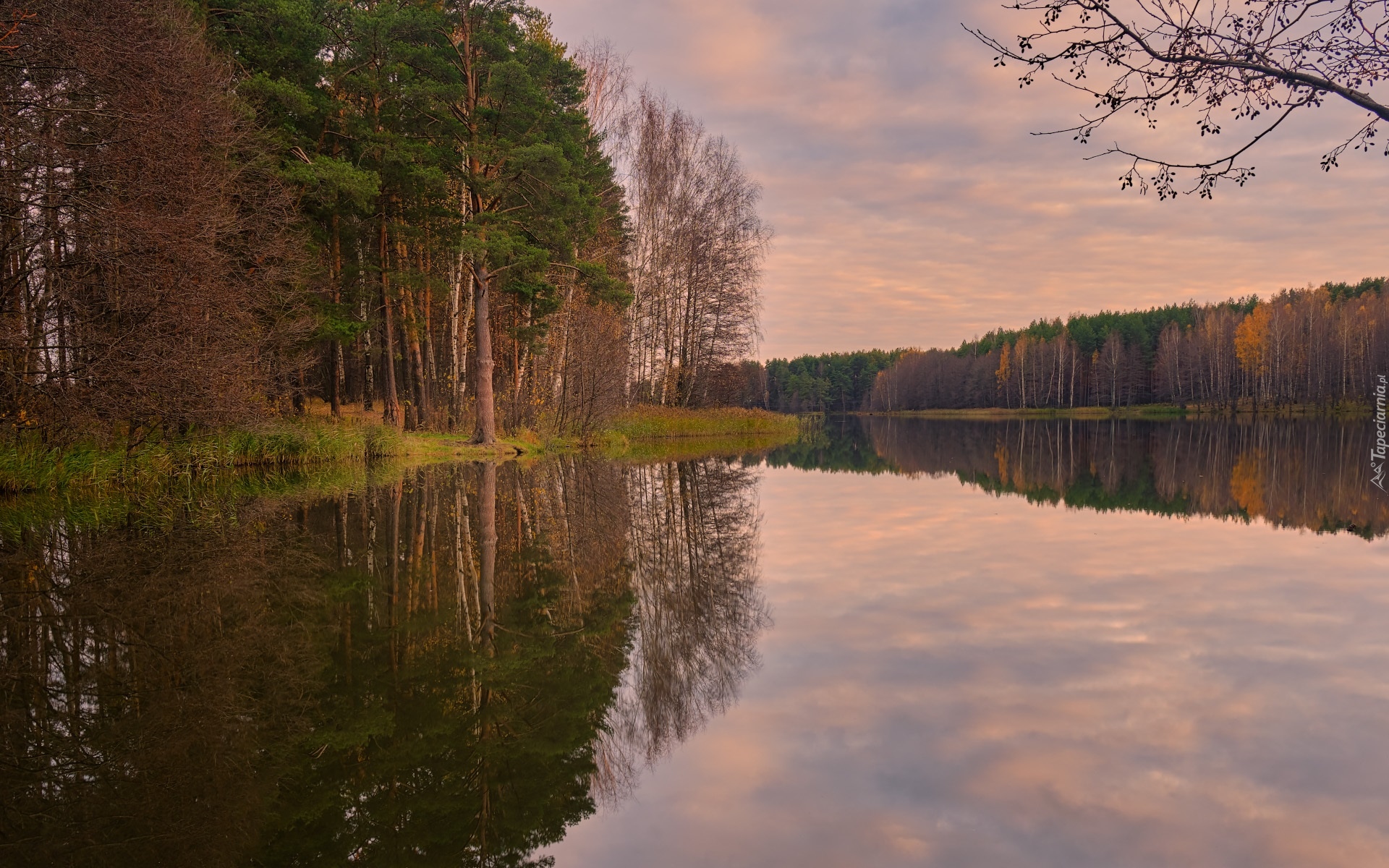 Jesień, Jezioro, Las, Drzewa, Brzozy, Odbicie