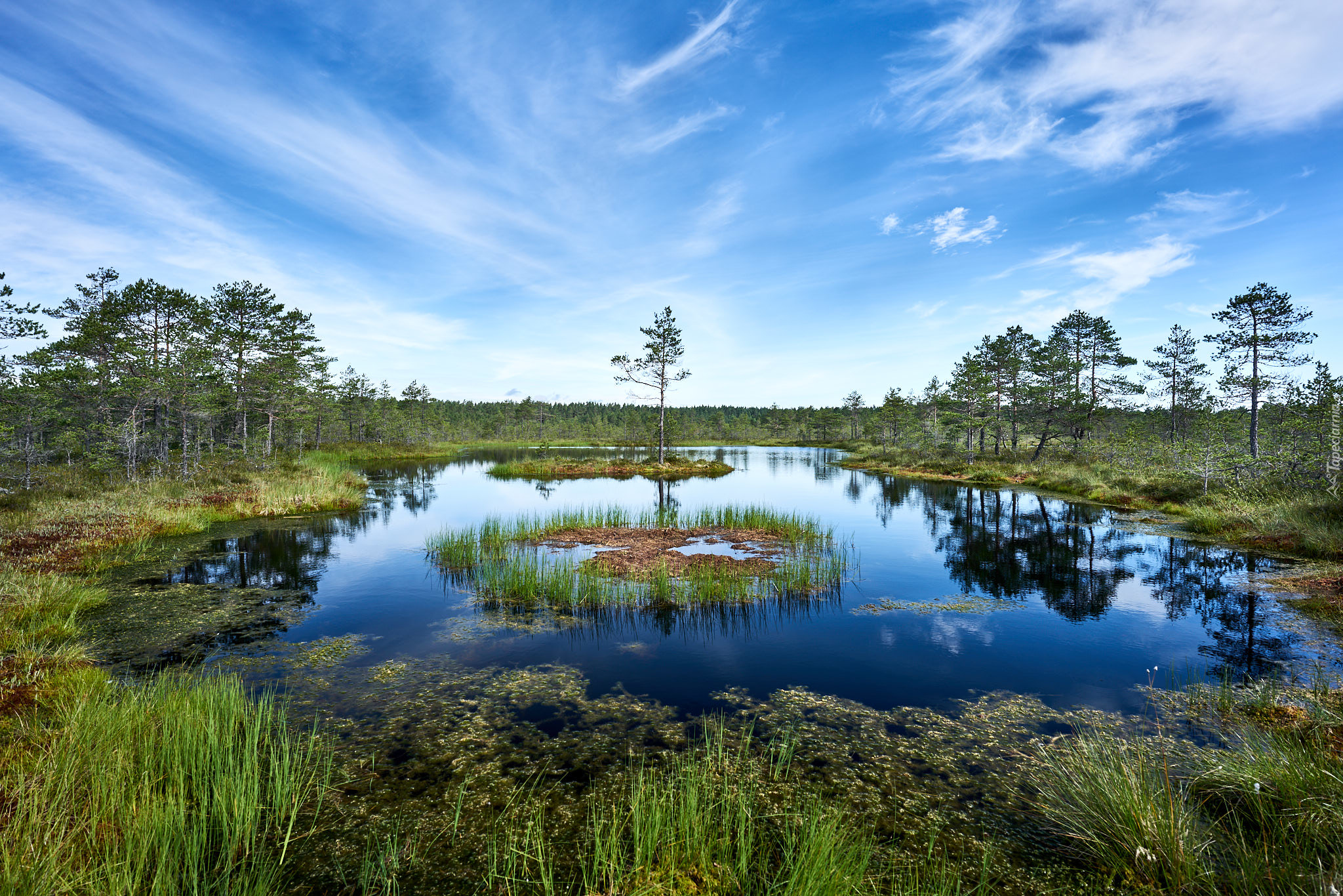 Болотистое озеро. Мавринское болото. Тахтинское болото. Сюрьевское болото. Глебовское болото Ленинградской области.