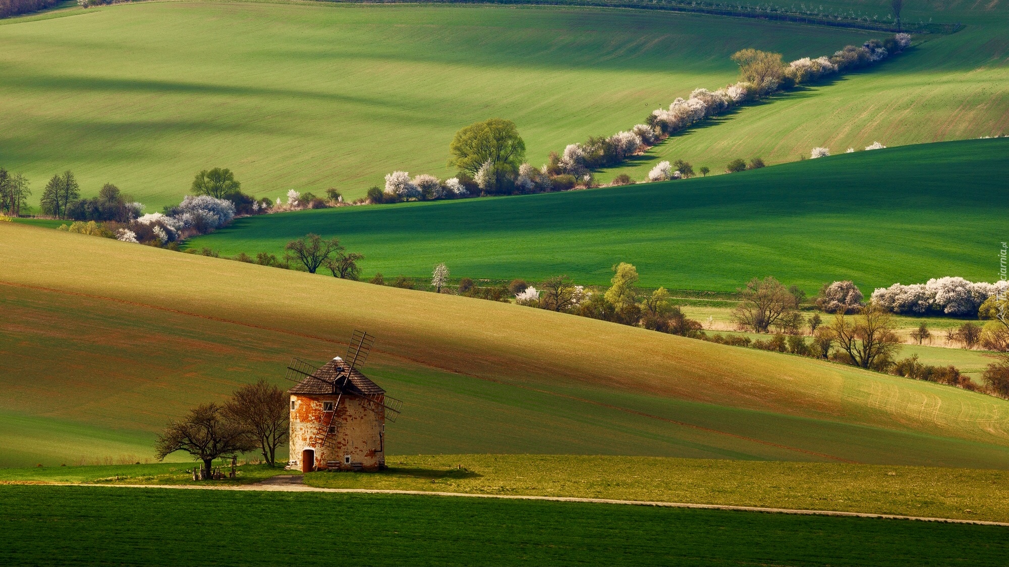 Czechy, Morawy Południowe, Pola, Drzewa, Wiatrak