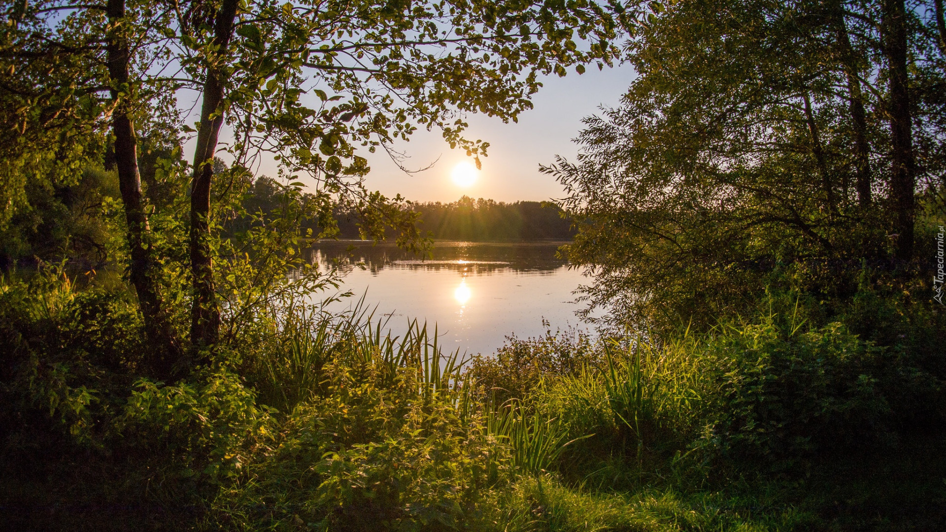 Las, Drzewa, Jezioro, Zarośla, Niebo, Promienie słońca