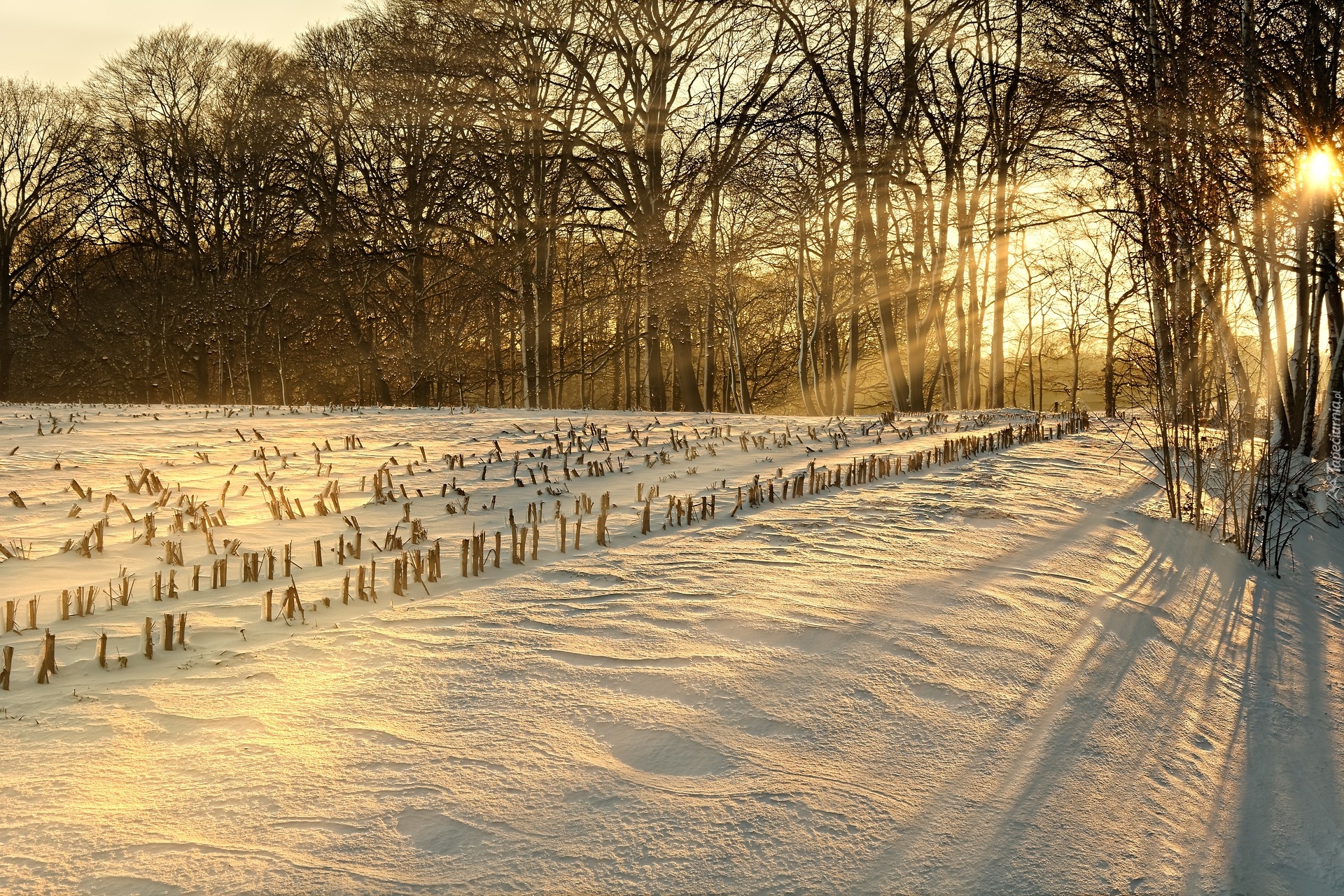 Zima, Śnieg, Pole, Drzewa, Prrzebijające światło