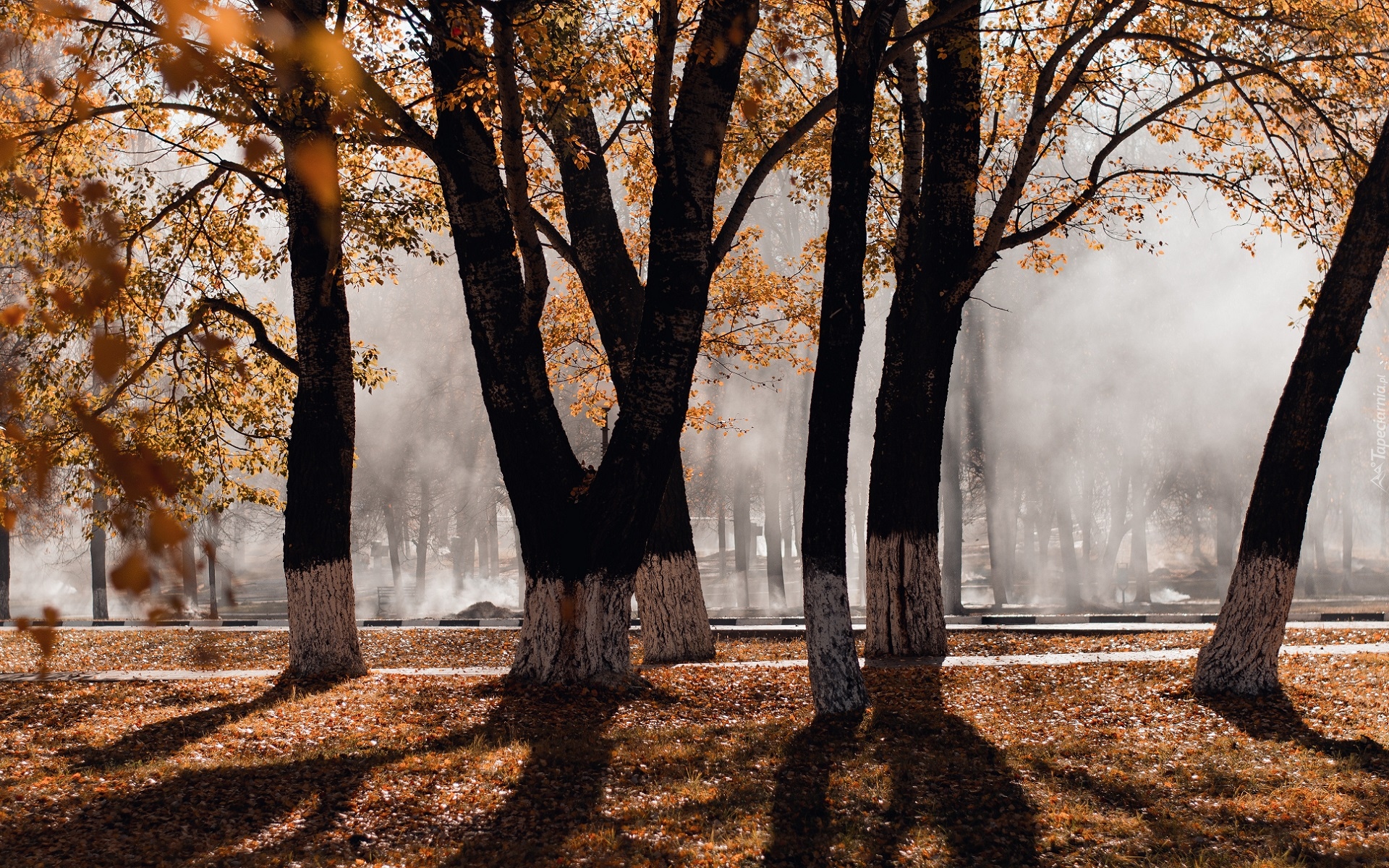 Jesień, Park, Drzewa, Pożółkłe, Liście, Mgła