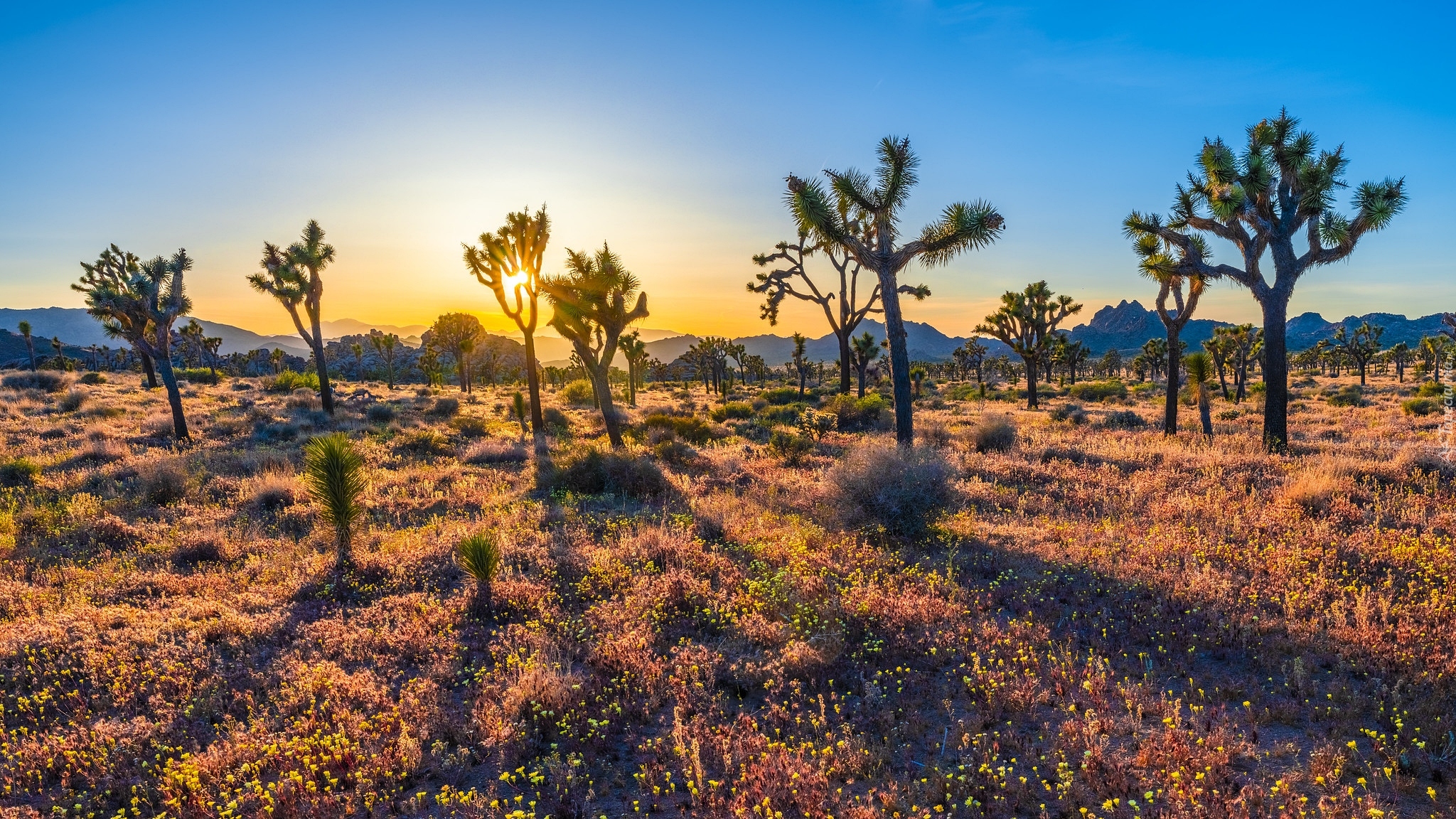 Wschód słońca, Drzewa Jozuego, Kwiaty, Park Narodowy Joshua Tree, Kalifornia, Stany Zjednoczone