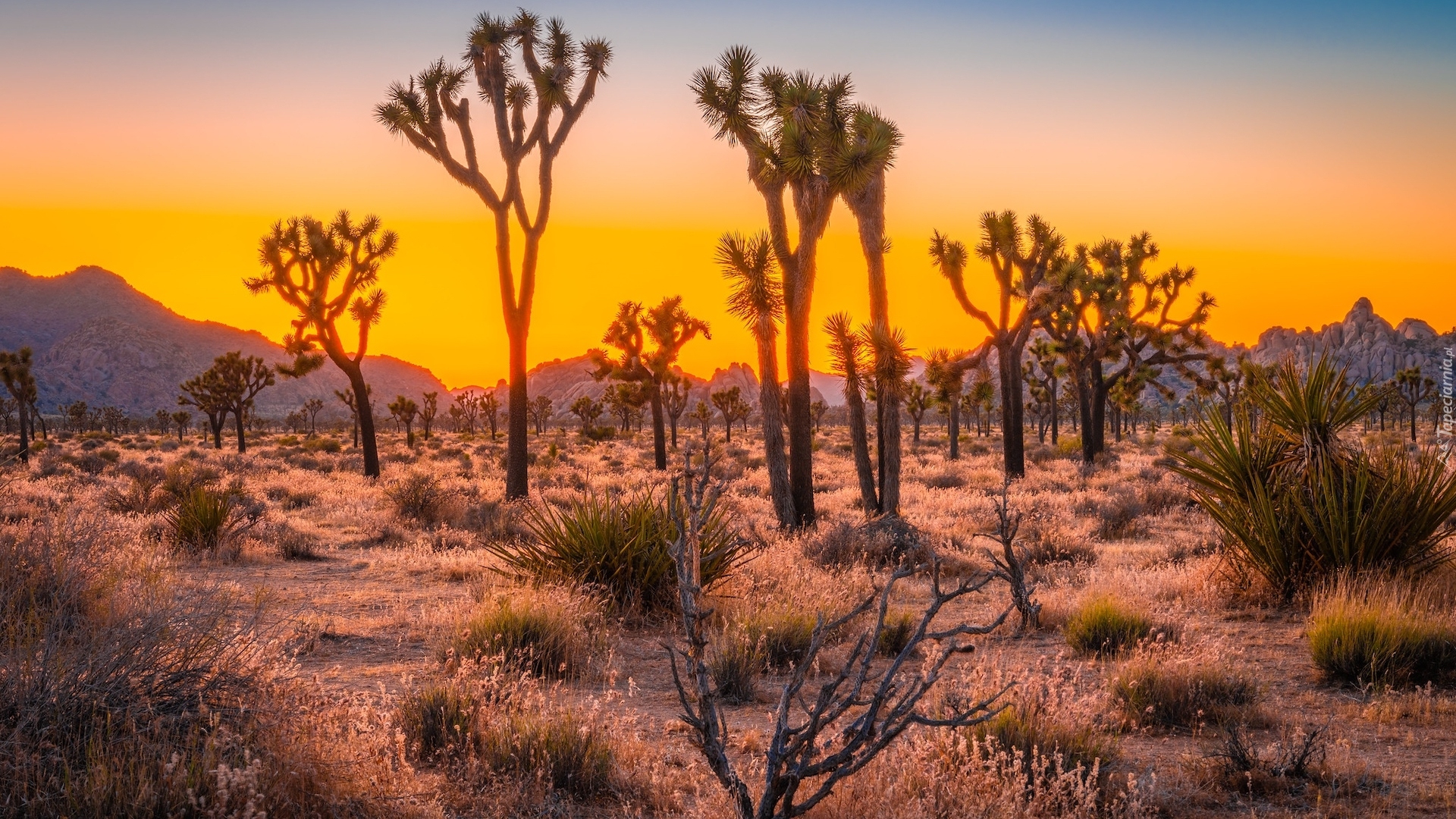 Zachód słońca, Drzewa Jozuego, Kwiaty, Park Narodowy Joshua Tree, Kalifornia, Stany Zjednoczone