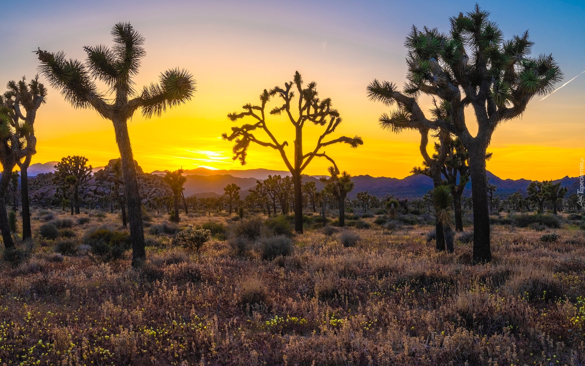 Stany Zjednoczone, Kalifornia, Park Narodowy Joshua Tree, Wschód słońca, Drzewa Jozuego, Wzgórza, Trawa