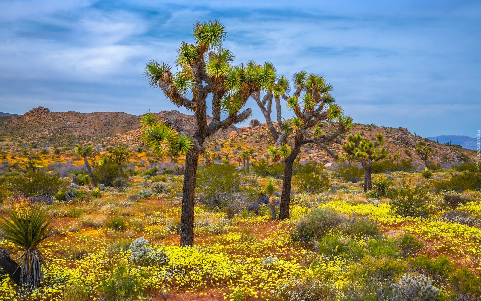 Stany Zjednoczone, Kalifornia, Park Narodowy Joshua Tree, Jukki krótkolistne, Drzewo Jozuego, Roślinność, Wzgórza