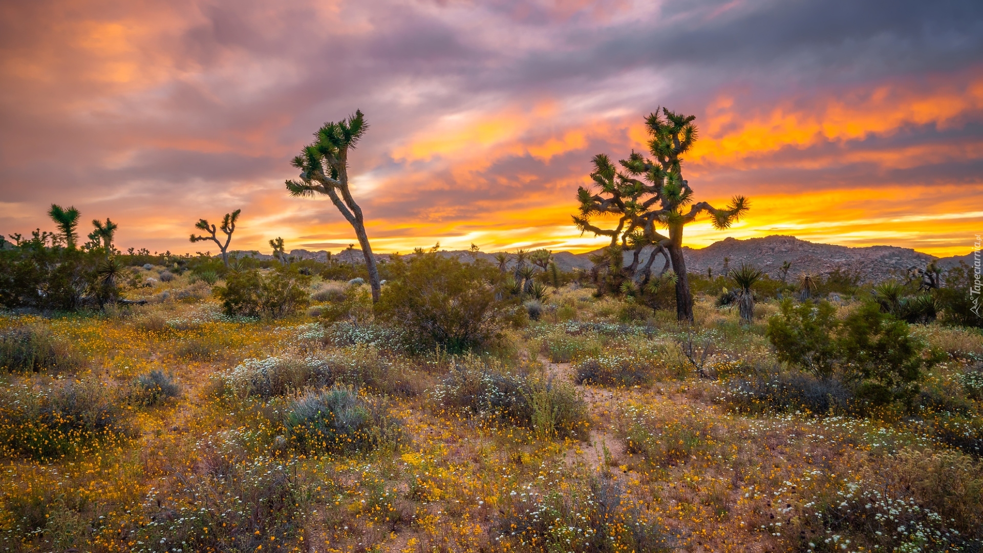 Park Narodowy Joshua Tree, Drzewa Jozuego, Jukki krótkolistne, Zachód słońca, Kalifornia, Stany Zjednoczone