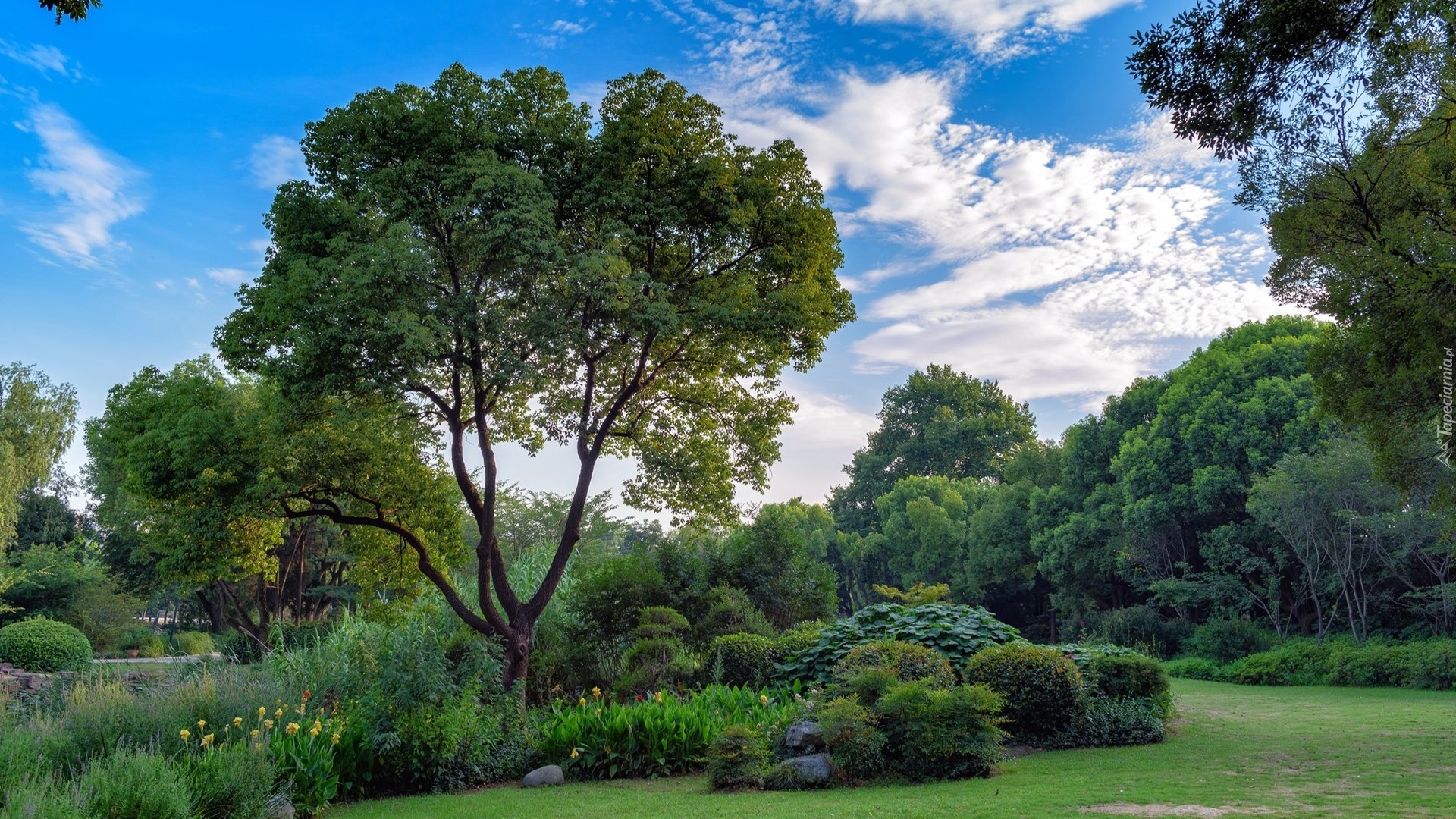 Park, Drzewa, Kwiaty, Krzewy