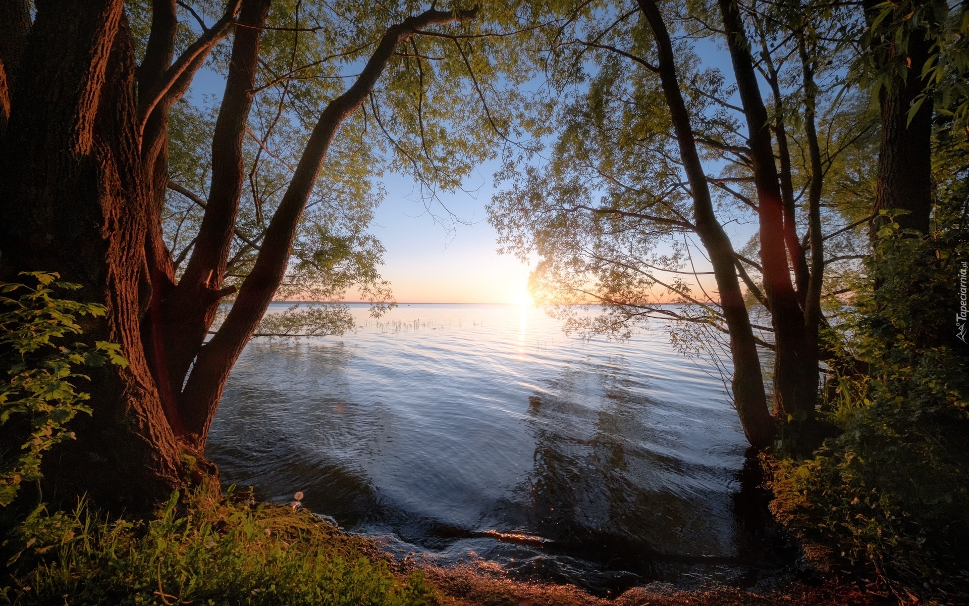 Jezioro Pleshcheyevo, Drzewo, Gałęzie, Odbicie, Zachód słońca, Obwód jarosławski, Rosja
