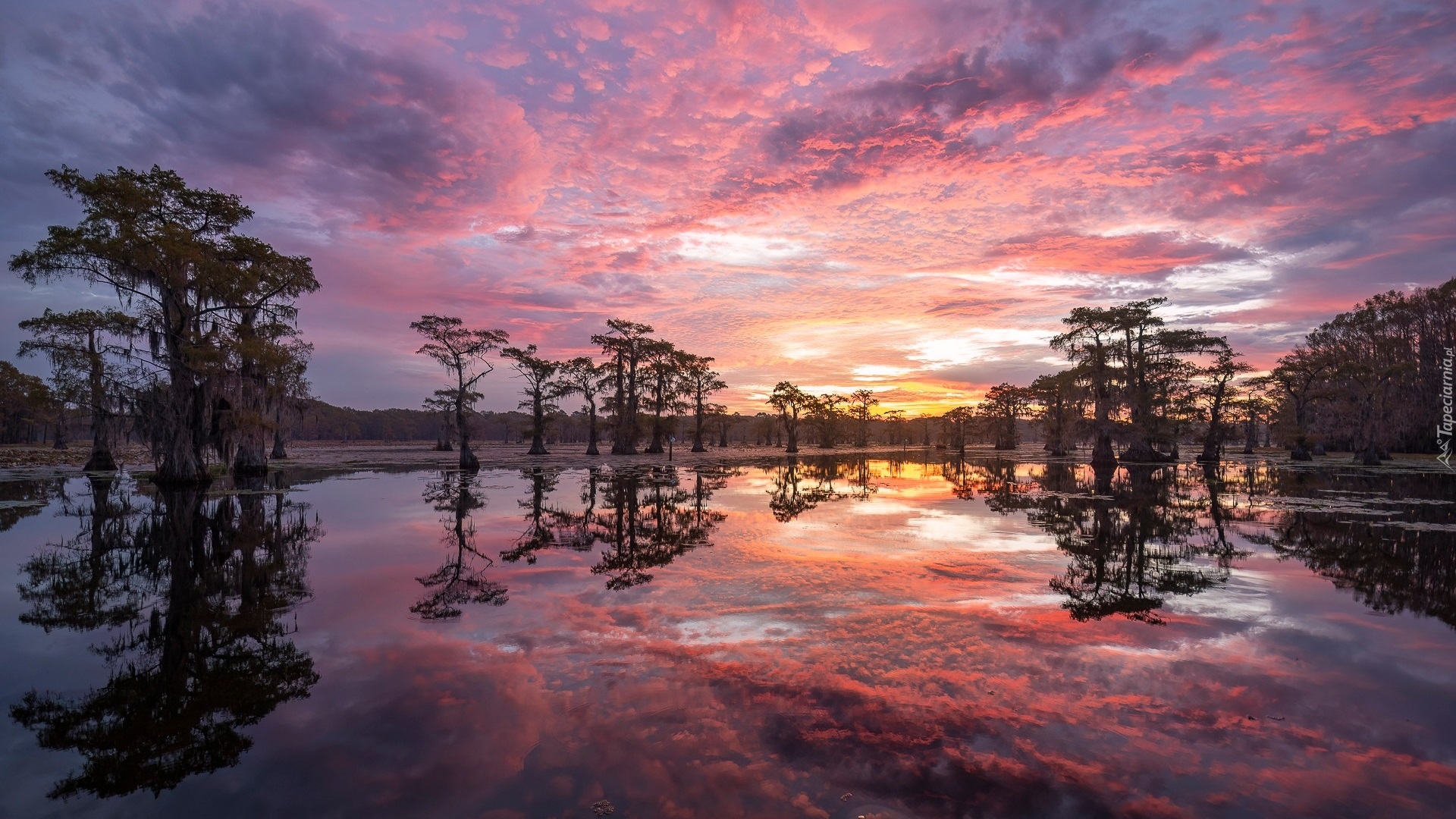 Jezioro, Caddo Lake, Las, Drzewa, Zachód słońca, Chmury, Stan Teksas, Stany Zjednoczone