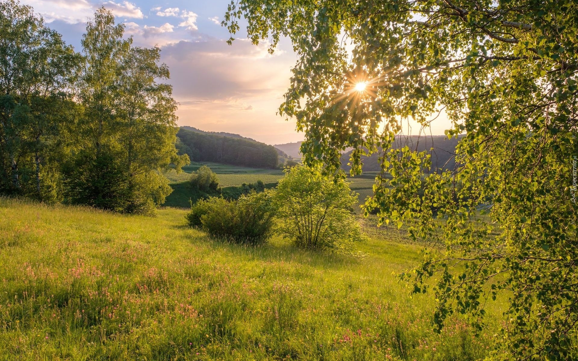 Łąka, Drzewa, Promienie słońca, Wzgórza, Krzewy, Lato