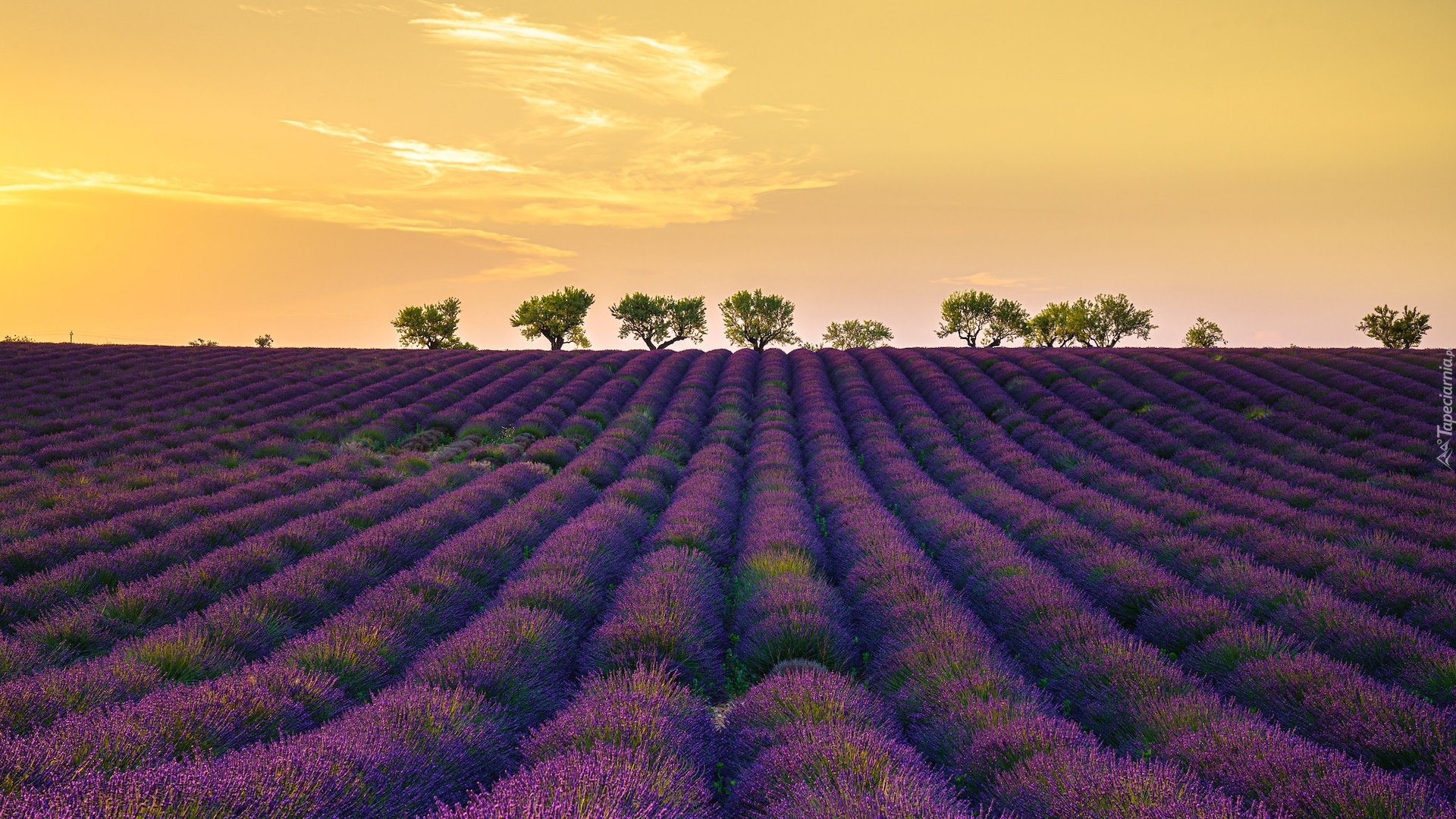 Francja, Prowansja, Valensole, Pole, Lawenda, Drzewa