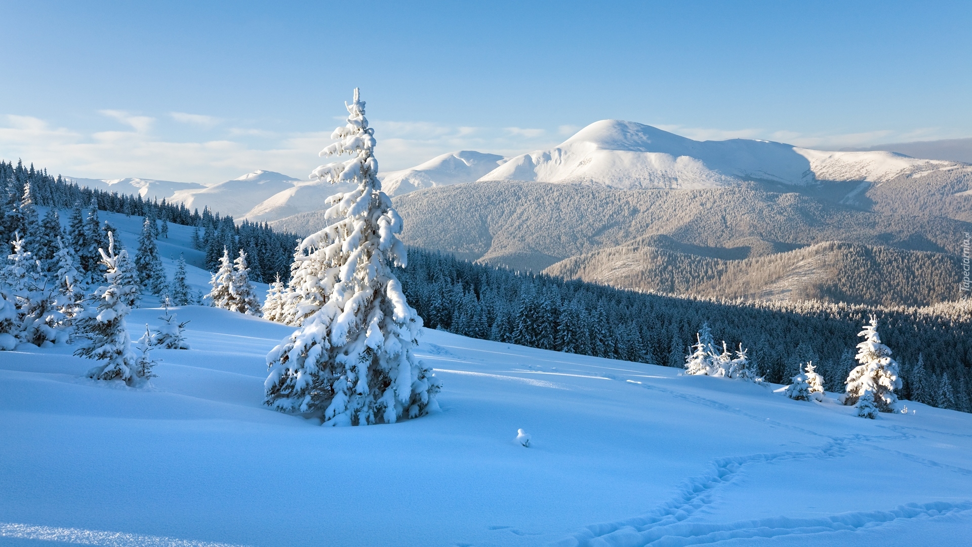 Ukraina, Zima, Góry Karpaty, Las, Świerki, Chmury