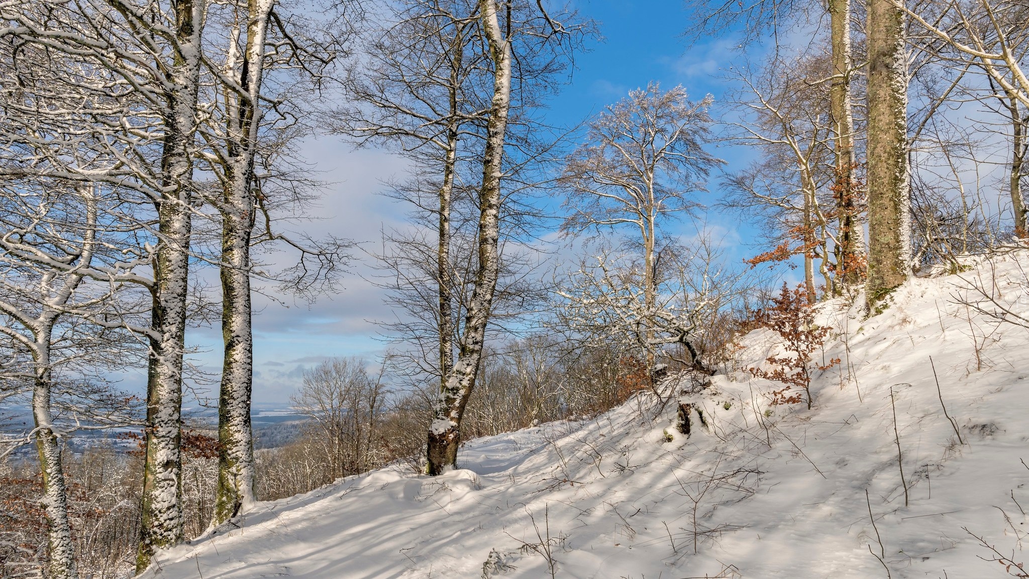 Zima, Drzewa, Skarpa, Śnieg