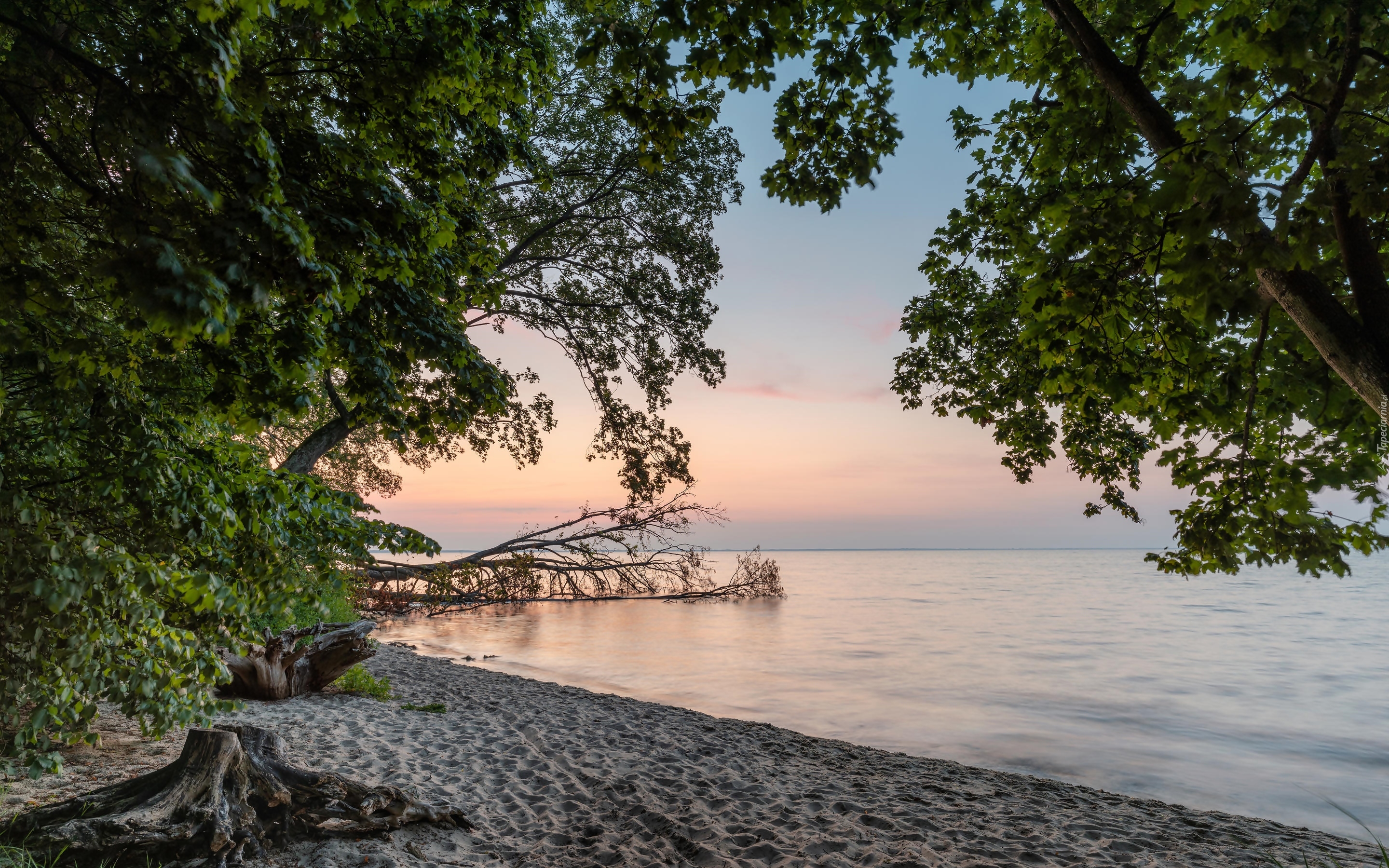 Morze, Plaża, Piasek, Drzewa, Wschód słońca