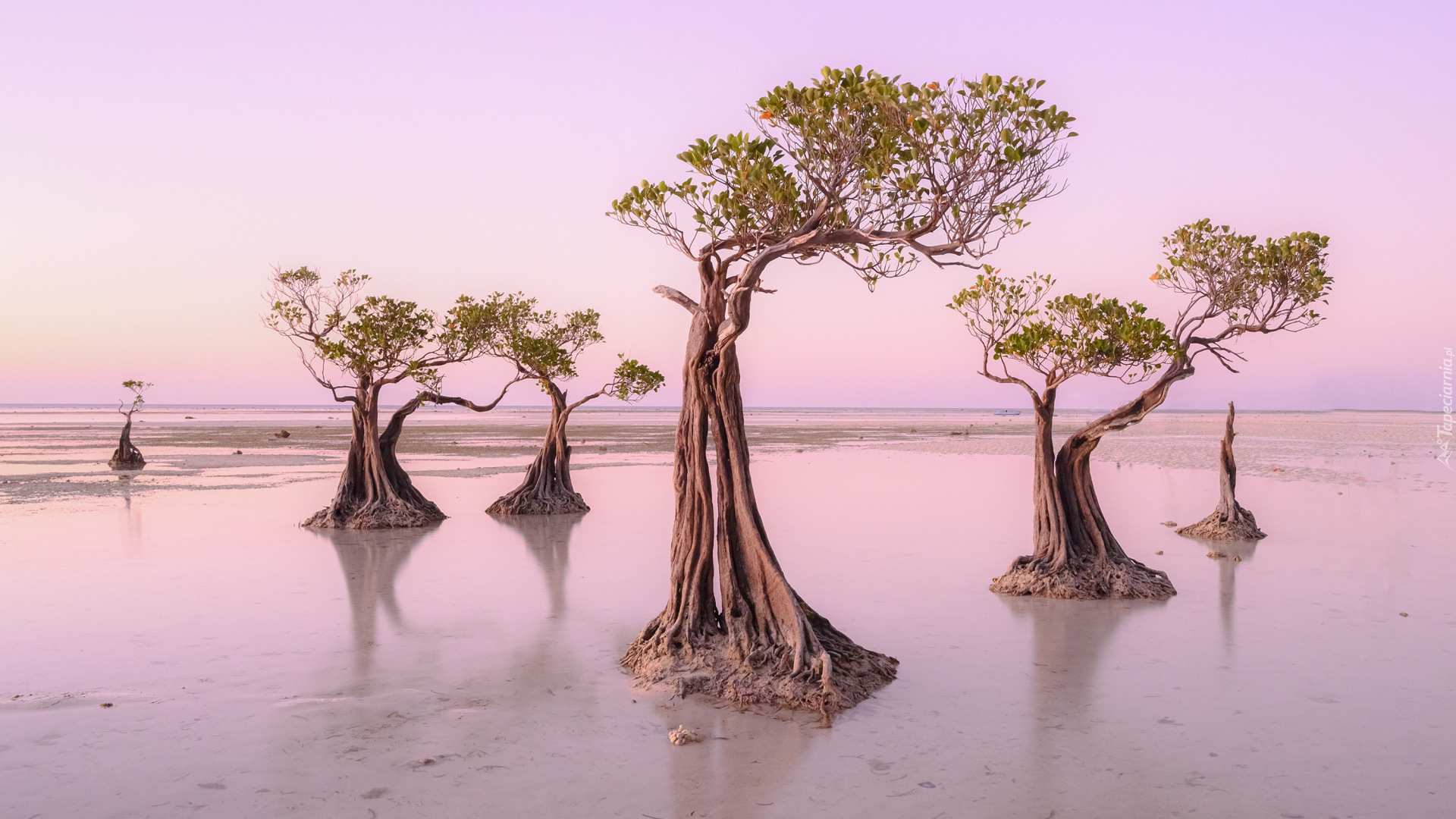 Plaża, Walakiri Beach, Drzewa, Wyspa Sumba, Waingapu, Indonezja