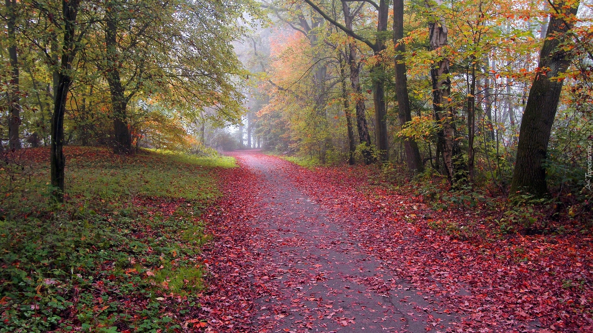 Jesień, Droga, Drzewa, Czerwone, Liście